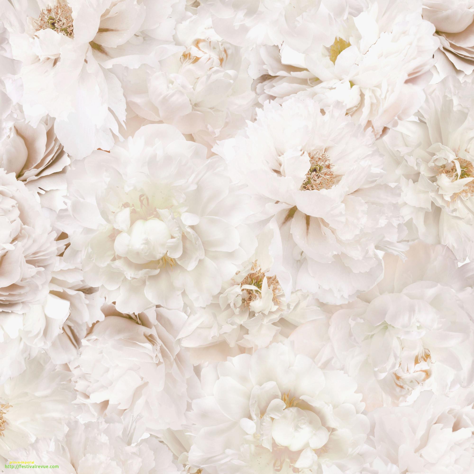White Paper Flowers Wallpaper On White Background, Spring Summer  Background, Floral Design Elements Stock Photo, Picture and Royalty Free  Image. Image 78497623.