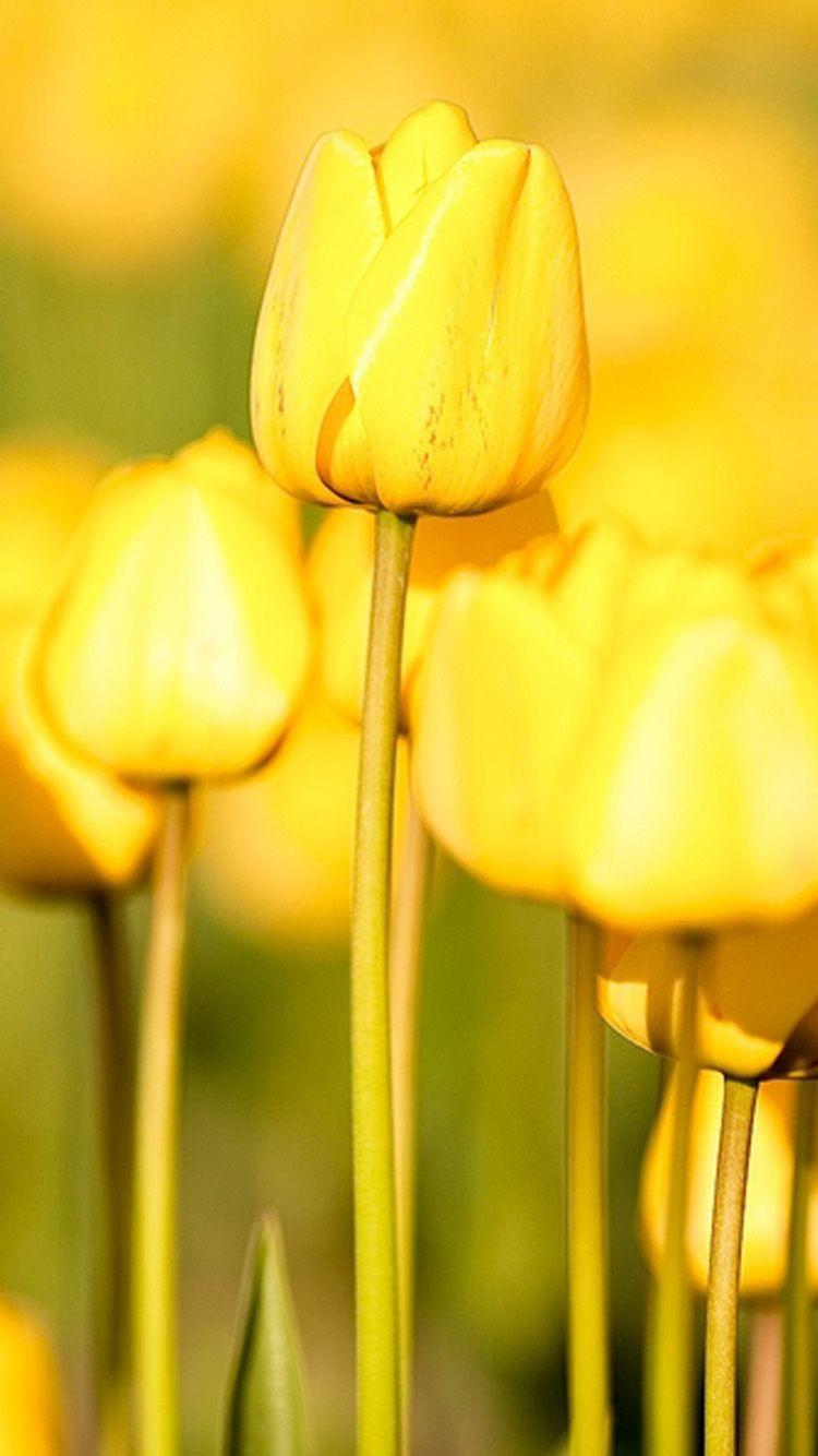 750x1334 Free download Elegant yellow flowers iPhone 6 Wallpaper HD iPhone 6 Wallpaper [750x1334] for your Desktop, Mobile & Tablet. Explore Yellow Flowers Wallpaper for iPhone. Apple Flower Wallpaper, Flower