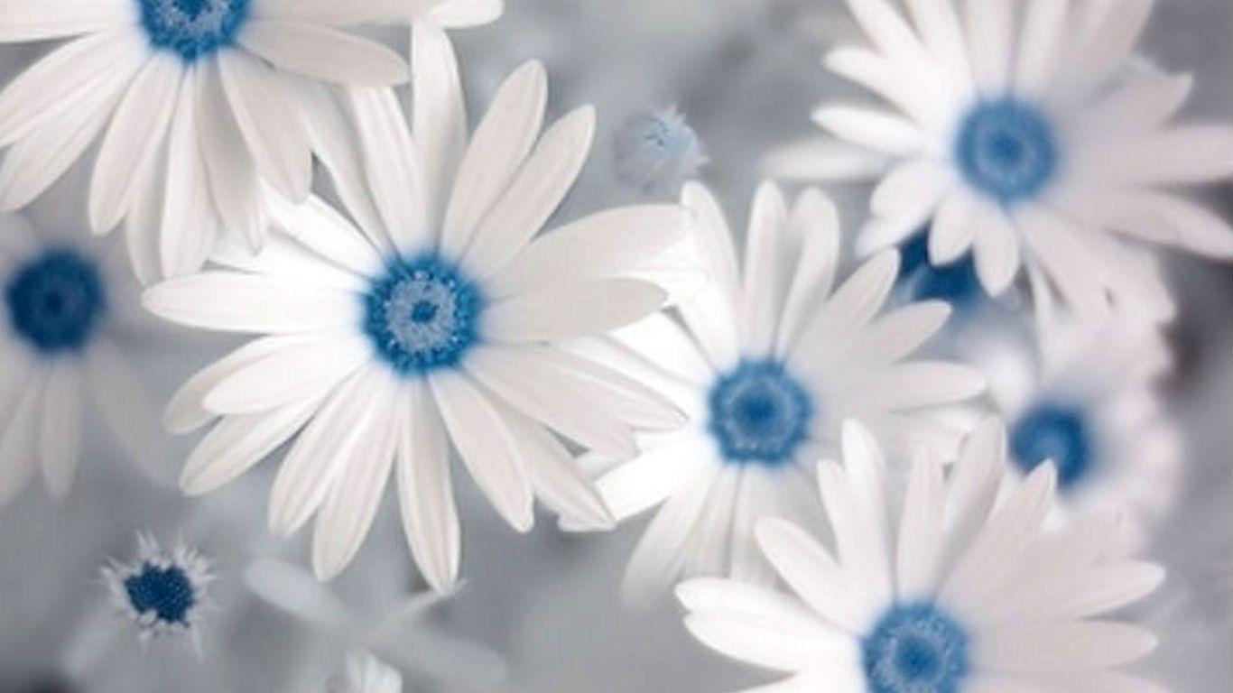 1366x768 Blue and White Floral Wallpaper