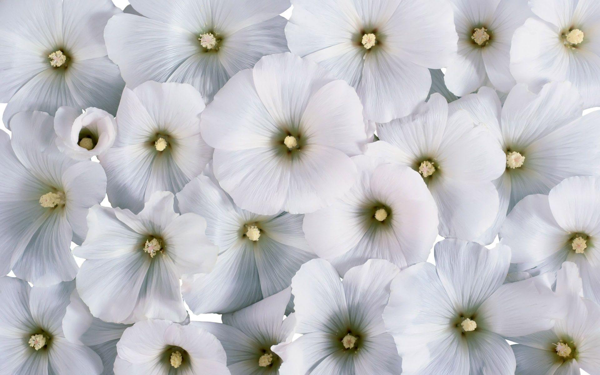 1920x1200 White Floral Wallpaper