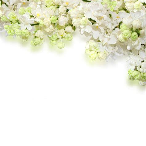 474x474 Elegant White Flower Background .