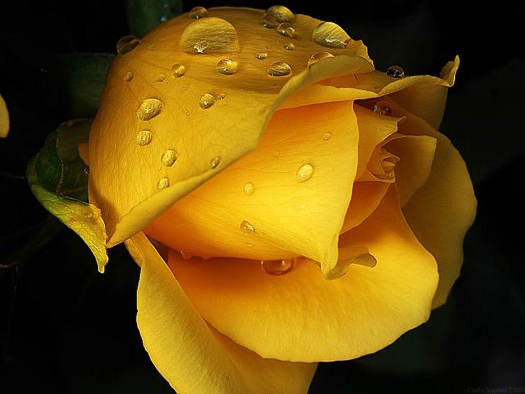 1024x768 Elegant Yellow Rose Wallpaper Border .