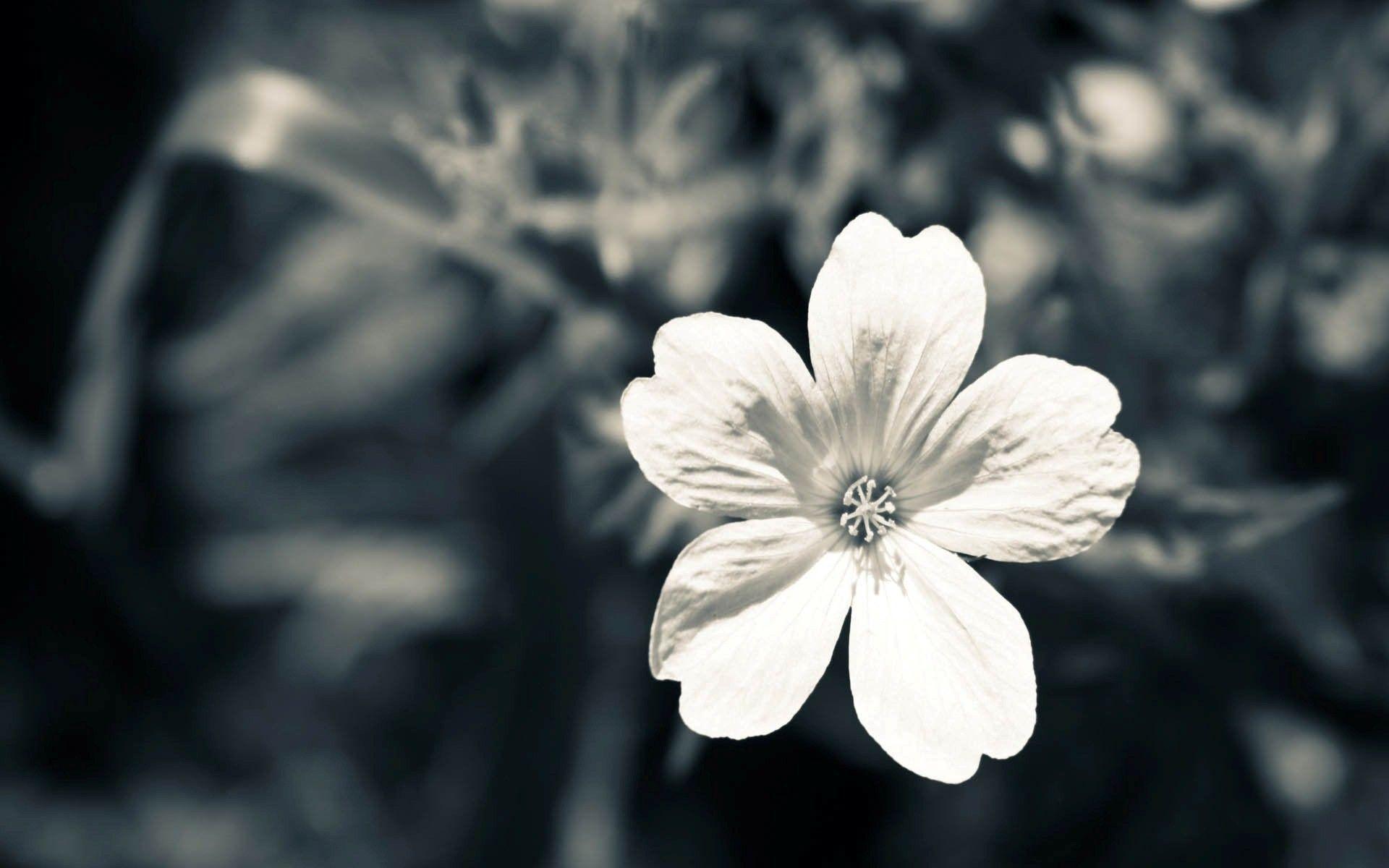 1920x1200 Black White Floral Wallpaper New Ideas