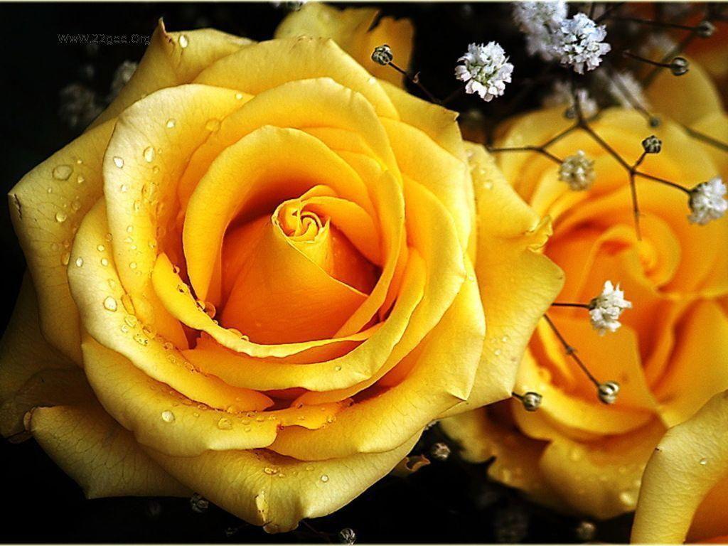 1024x768 Elegant Yellow Rose Wallpaper Border .