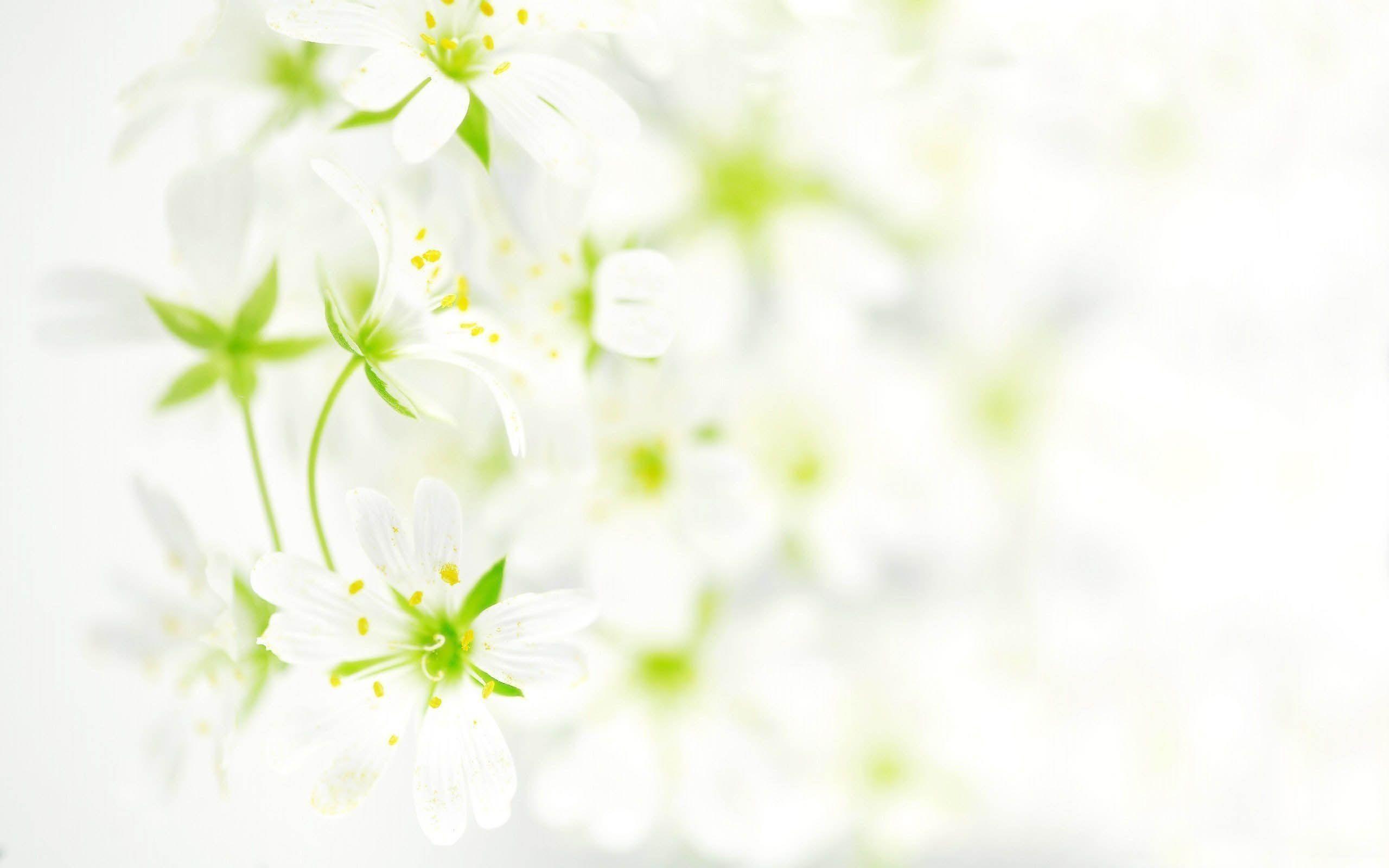 2560x1600 White Floral Wallpaper .