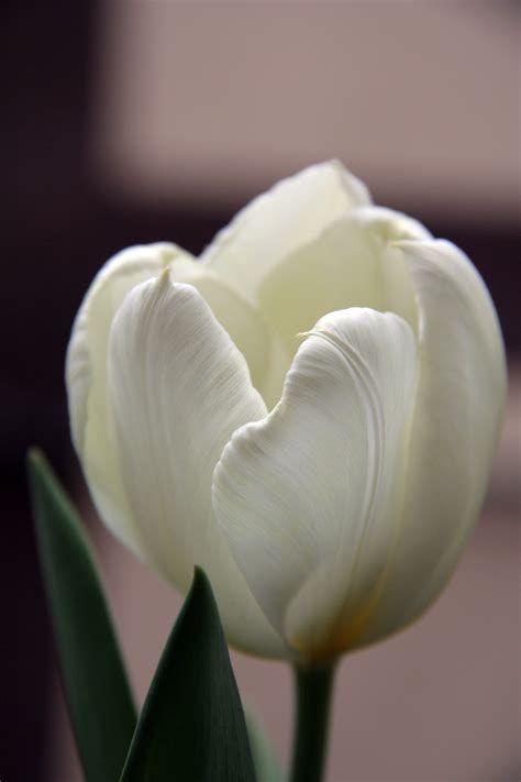 474x711 Elegant White Flower Background .
