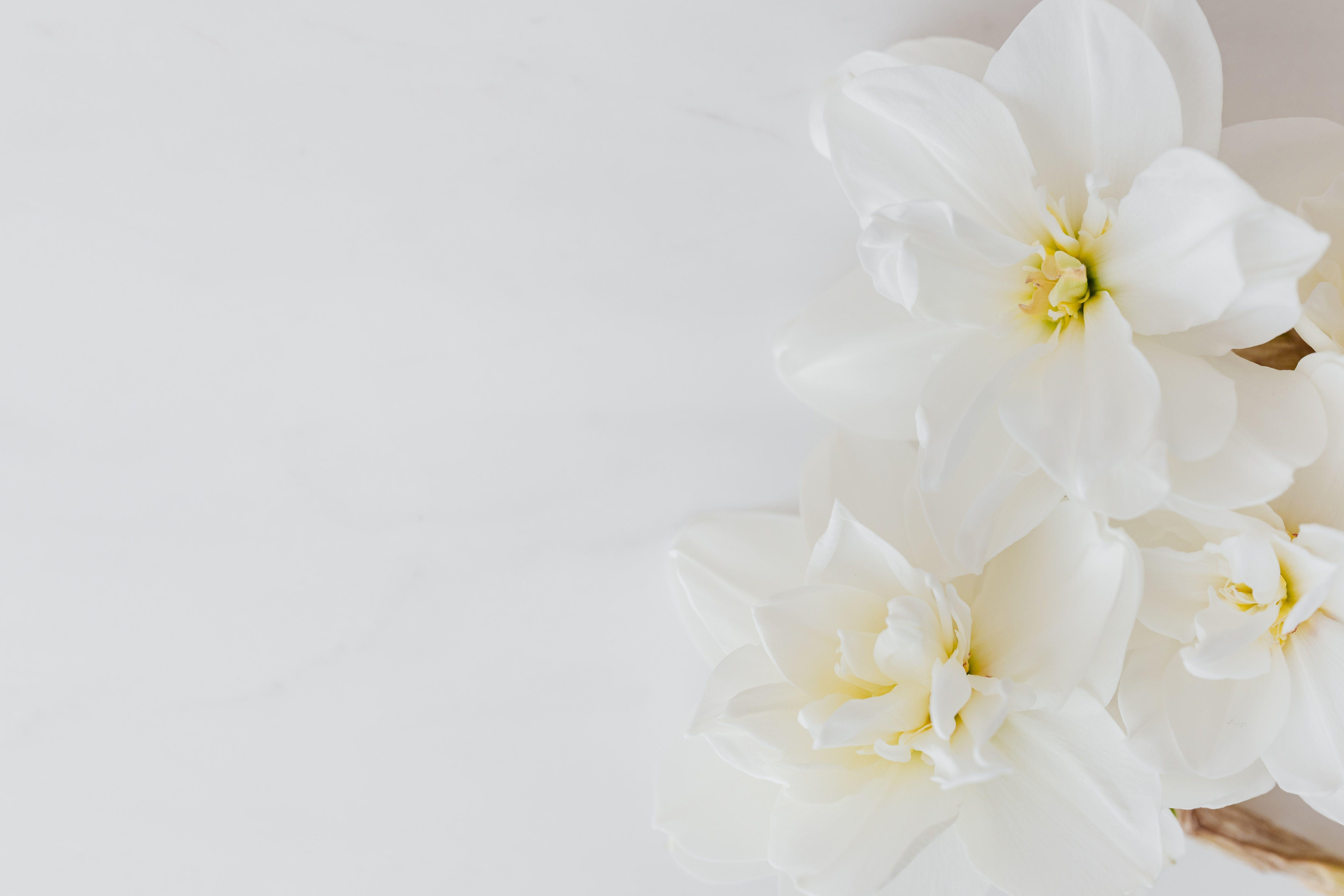 Elegant White Flower Wallpapers - Top Free Elegant White Flower Backgrounds - WallpaperAccess