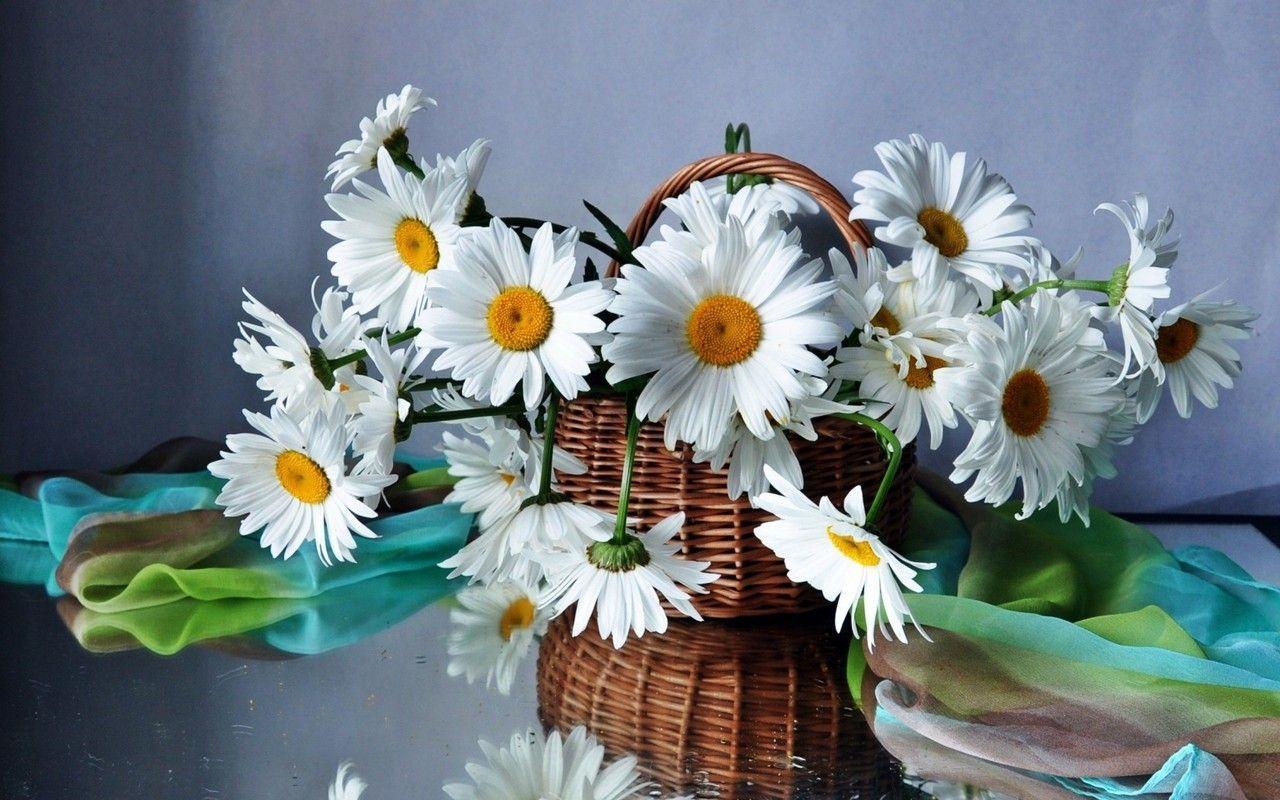 1280x800 1600×800 HD wallpaper free download. Flower wallpaper, Daisy wallpaper, Beautiful flowers