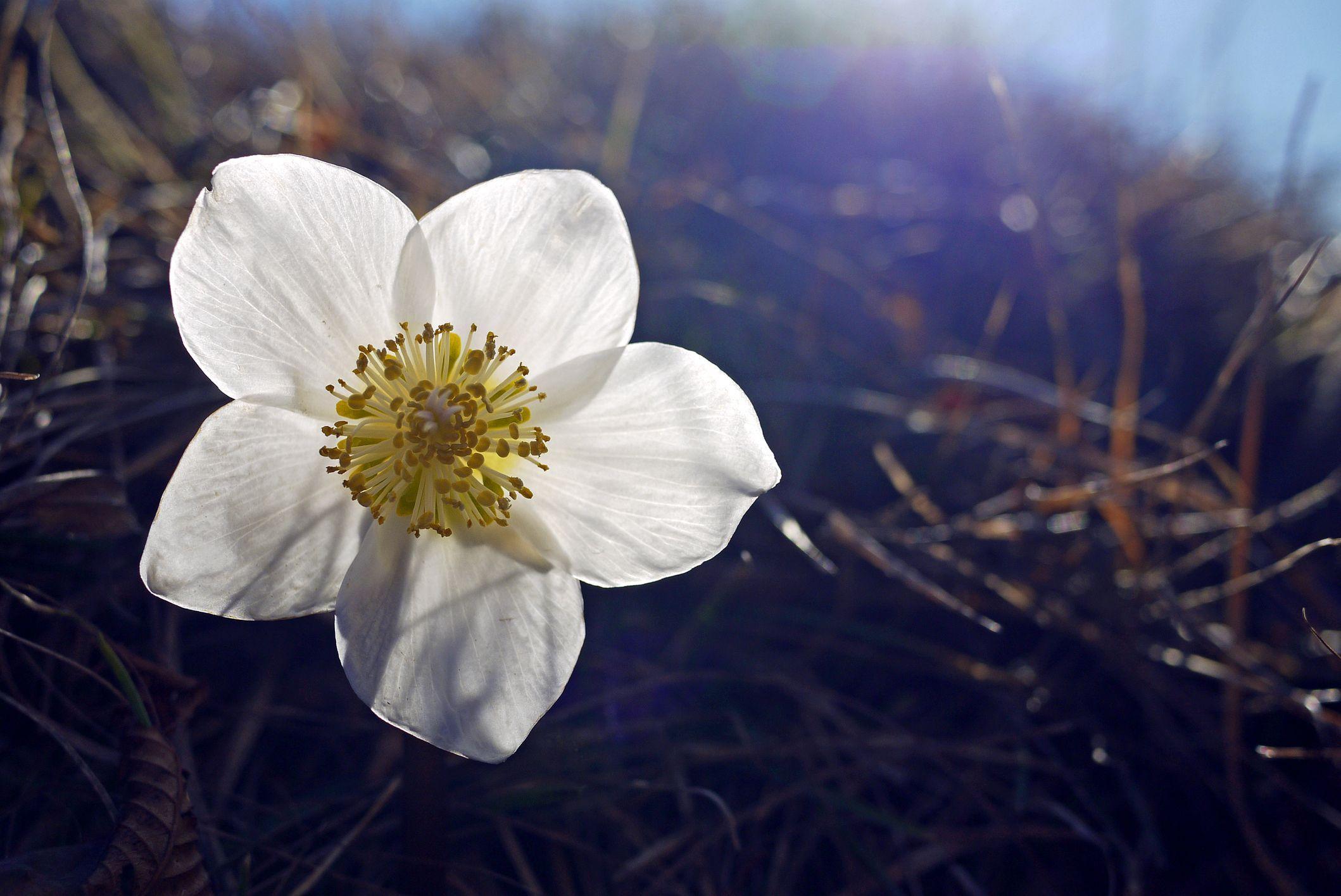 2118x1415 Pretty Flower Image Types of Flowers for Your Garden