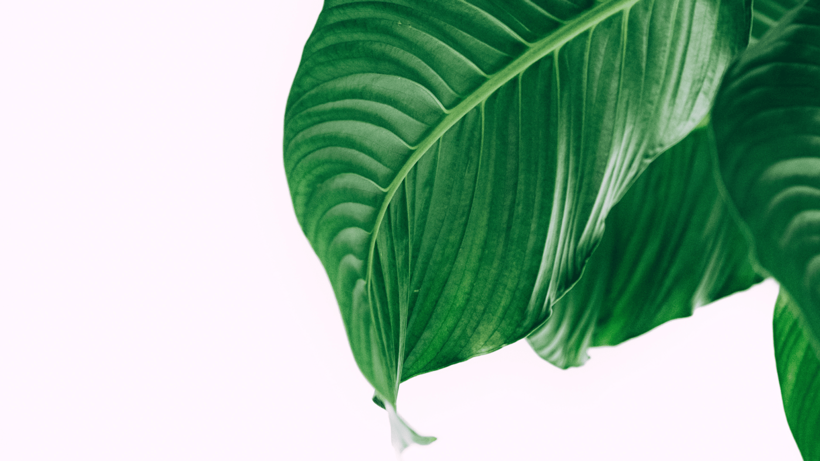 1600x900 Skin Care Wallpaper