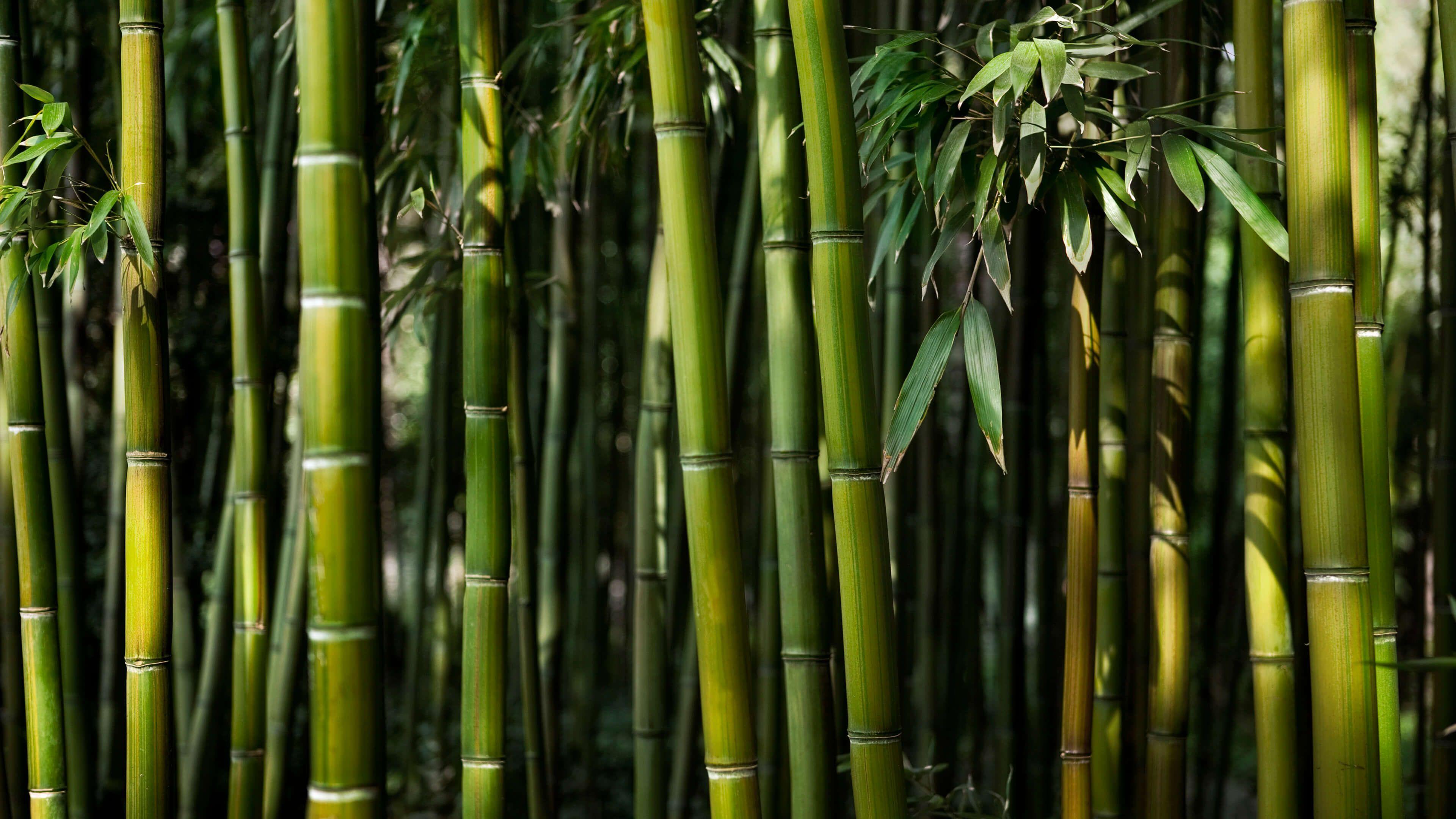 Bamboo forest - Photo Wallpaper