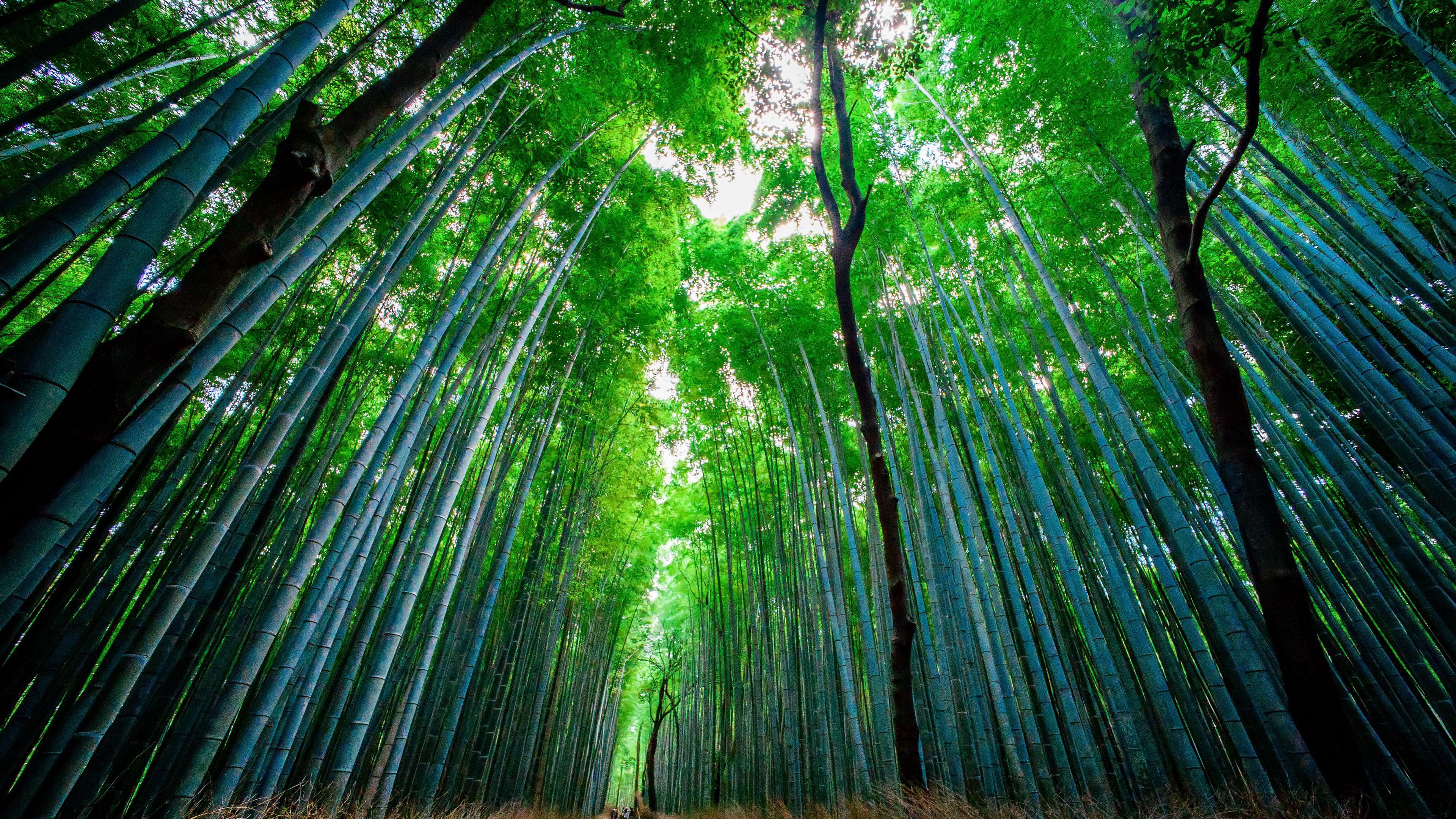 Bamboo Trees Jungle 4K HD Jungle Wallpapers  HD Wallpapers  ID 62655