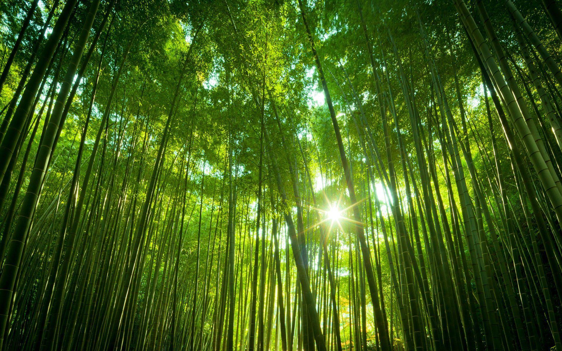 Bamboo Forest Ultra HD Desktop Background Wallpaper for 4K UHD TV : Tablet  : Smartphone