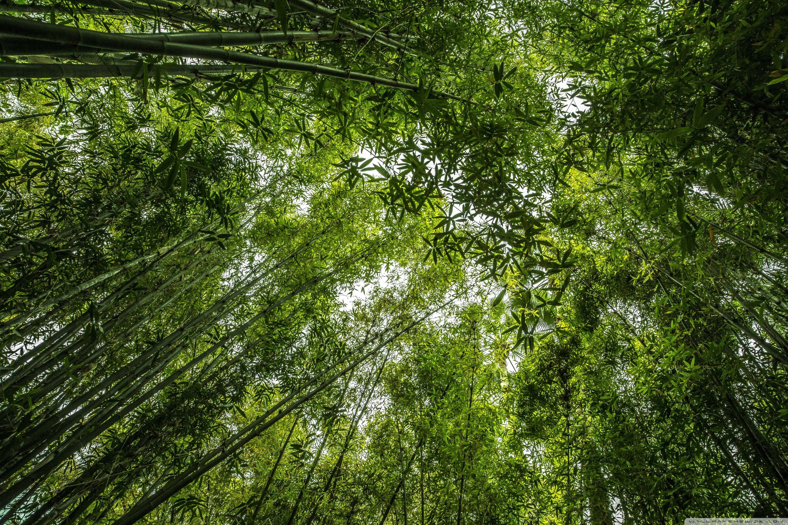 3000x2000 Bamboo Ultra HD Desktop Background Wallpaper for 4K UHD TV : Widescreen & UltraWide Desktop & Laptop : Multi Display, Dual Monitor : Tablet