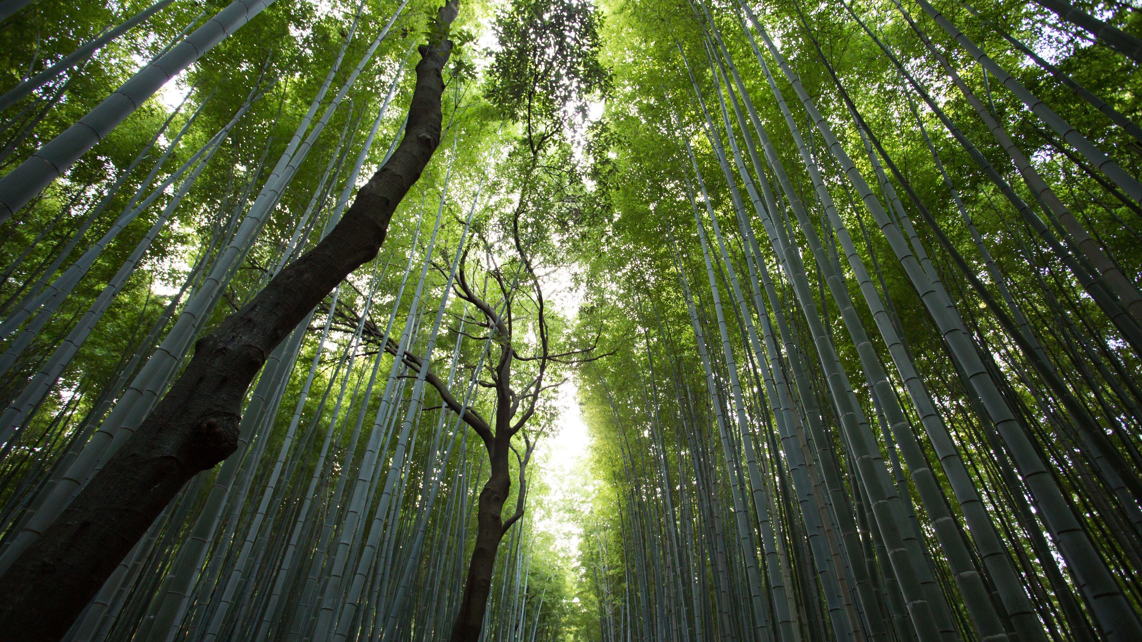 3840x2160 Wallpaper Bamboo forest, light, glare 3840x2160 UHD 4K Picture, Image