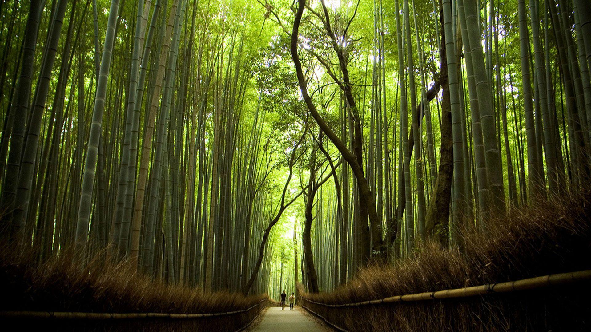 1920x1080 Kyoto Forest Wallpaper