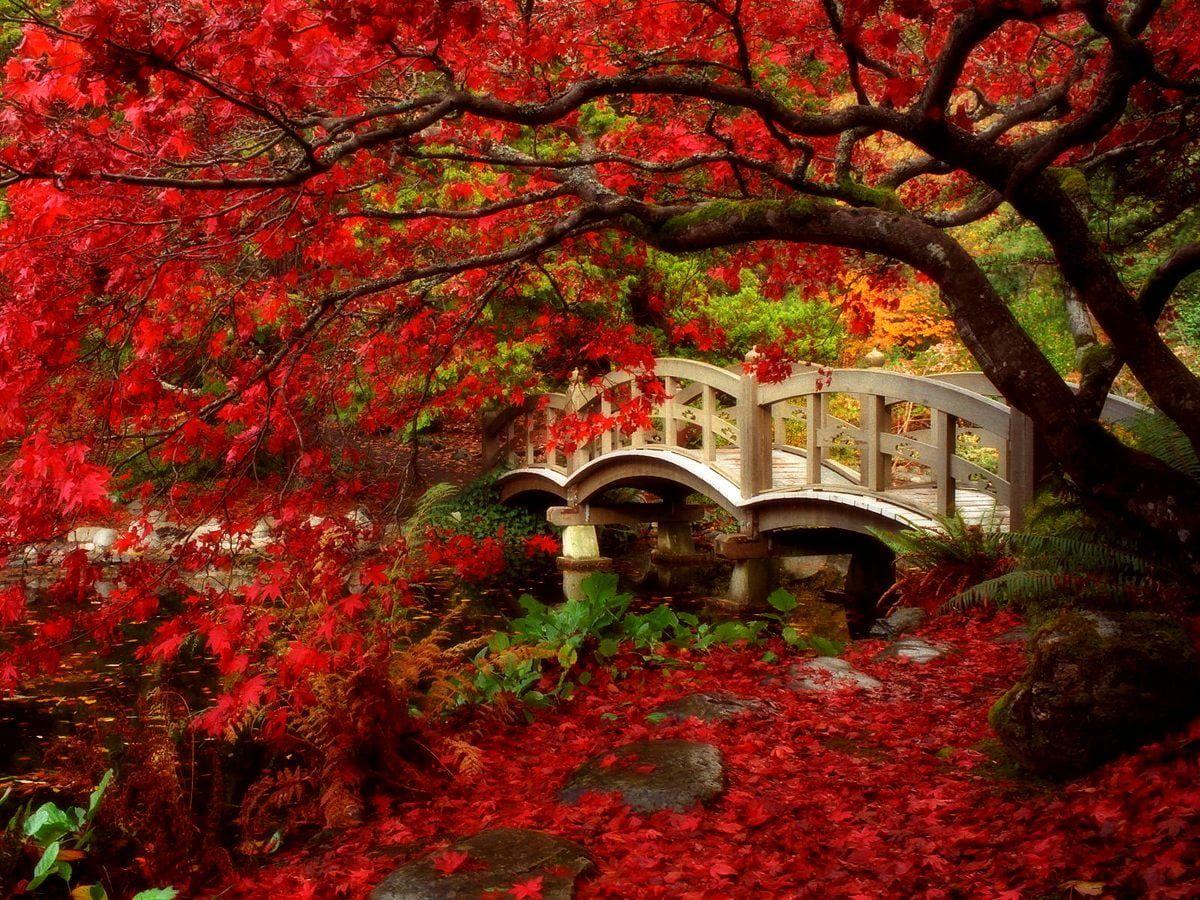 1200x900 Background Japan, Nature, Autumn. Download TOP Free photo