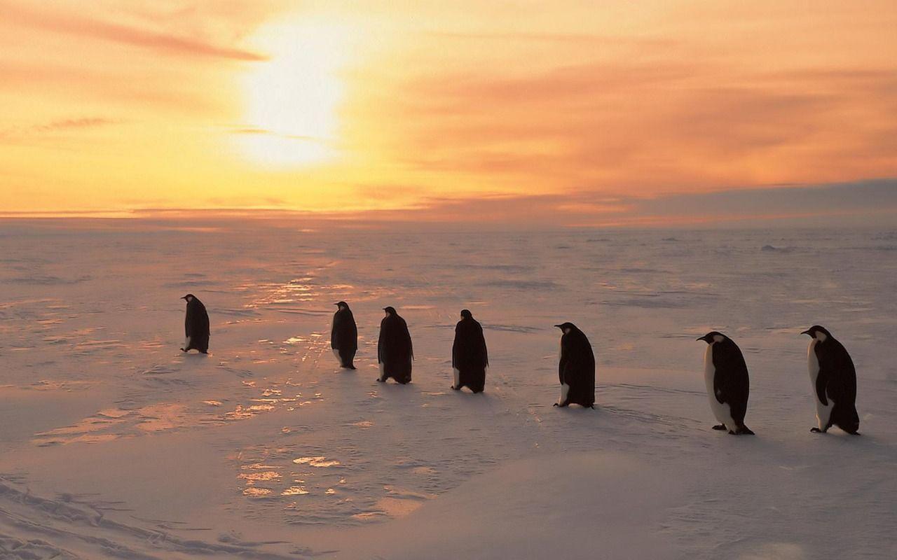 1280x800 North Pole Facts We Bet You Don't Know List Love