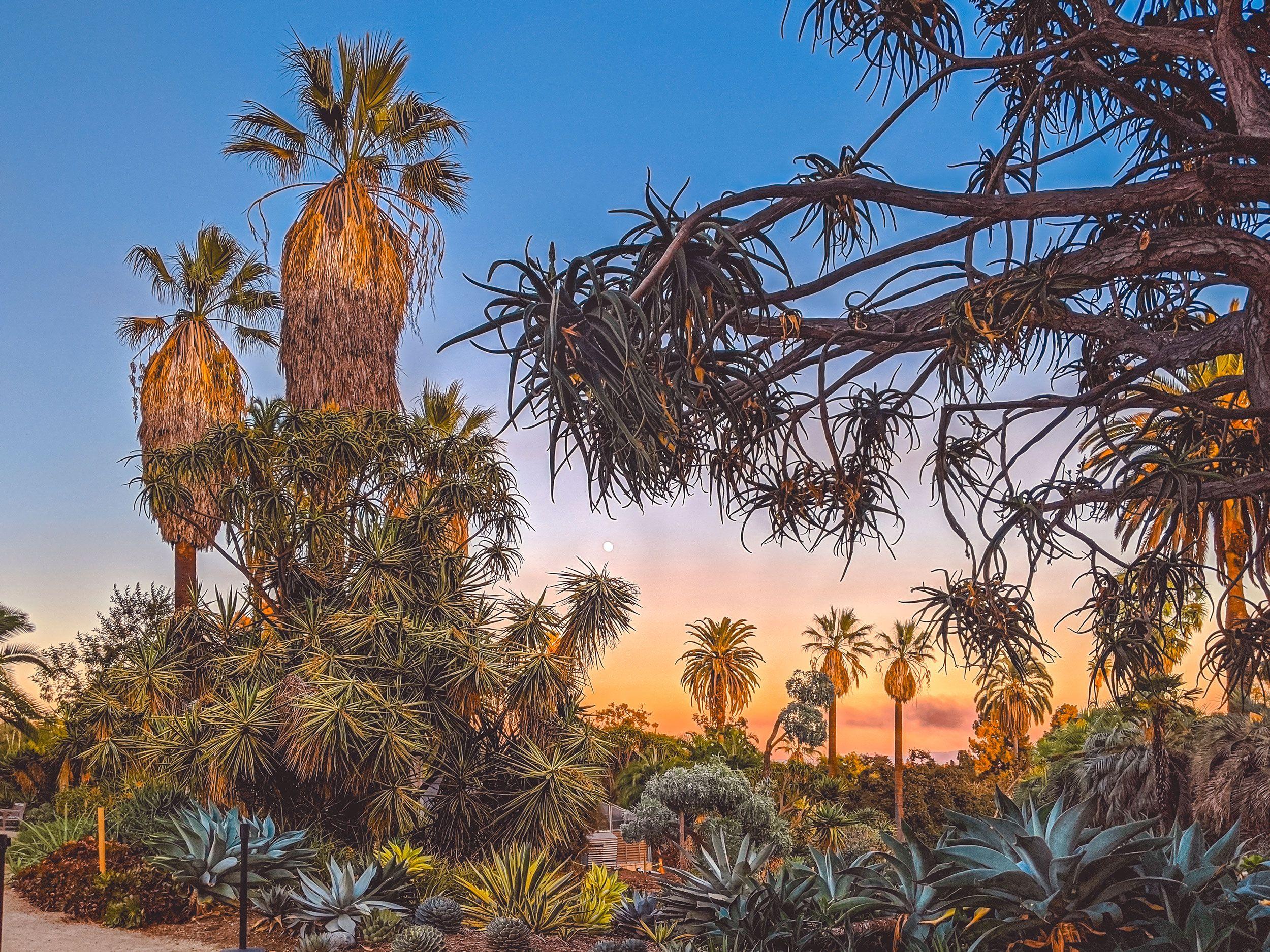 2500x1875 Pavement Trees : Los Angeles Desktop Wallpaper Round Up 2020