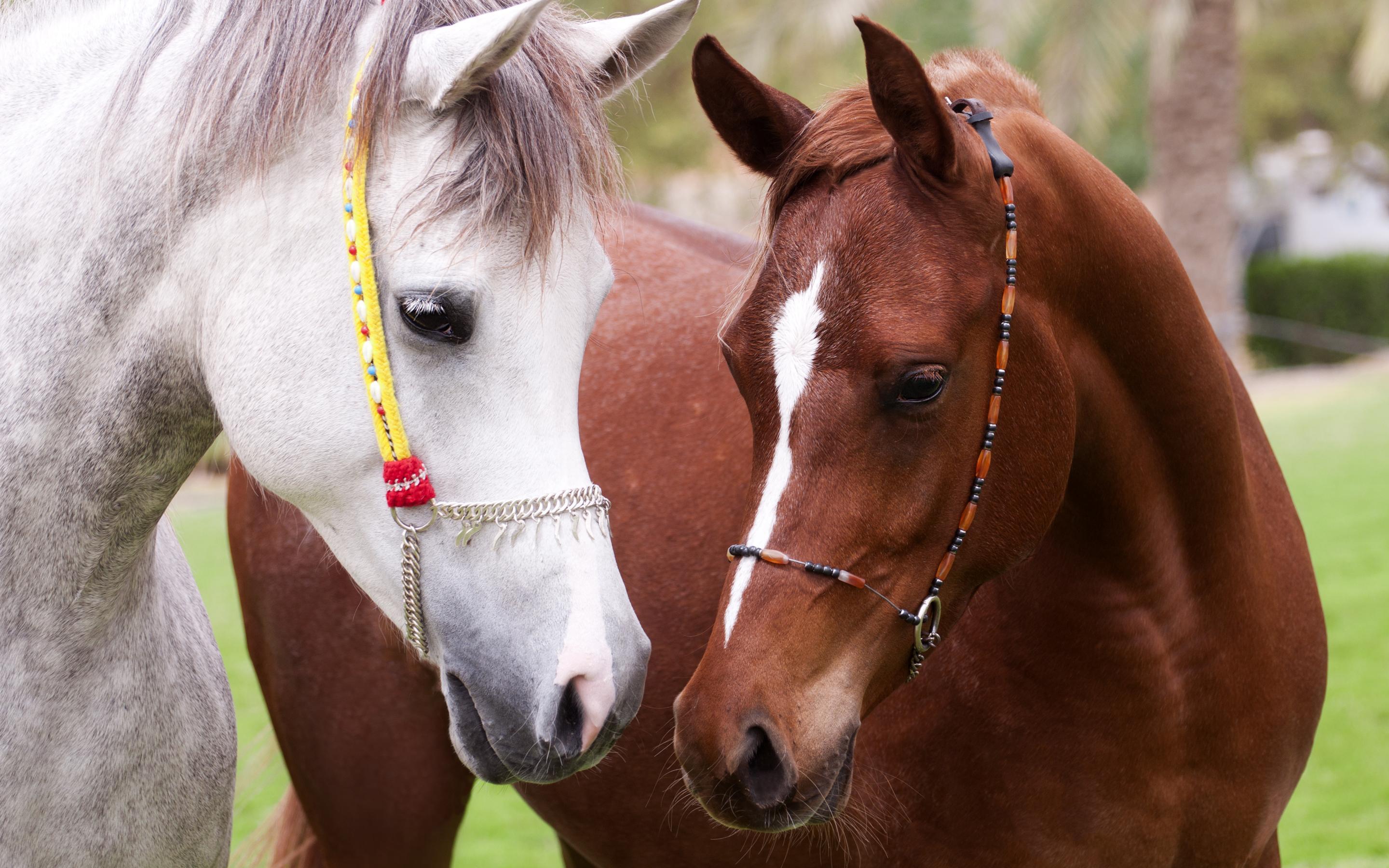 2880x1800 Horses Love Wallpaper