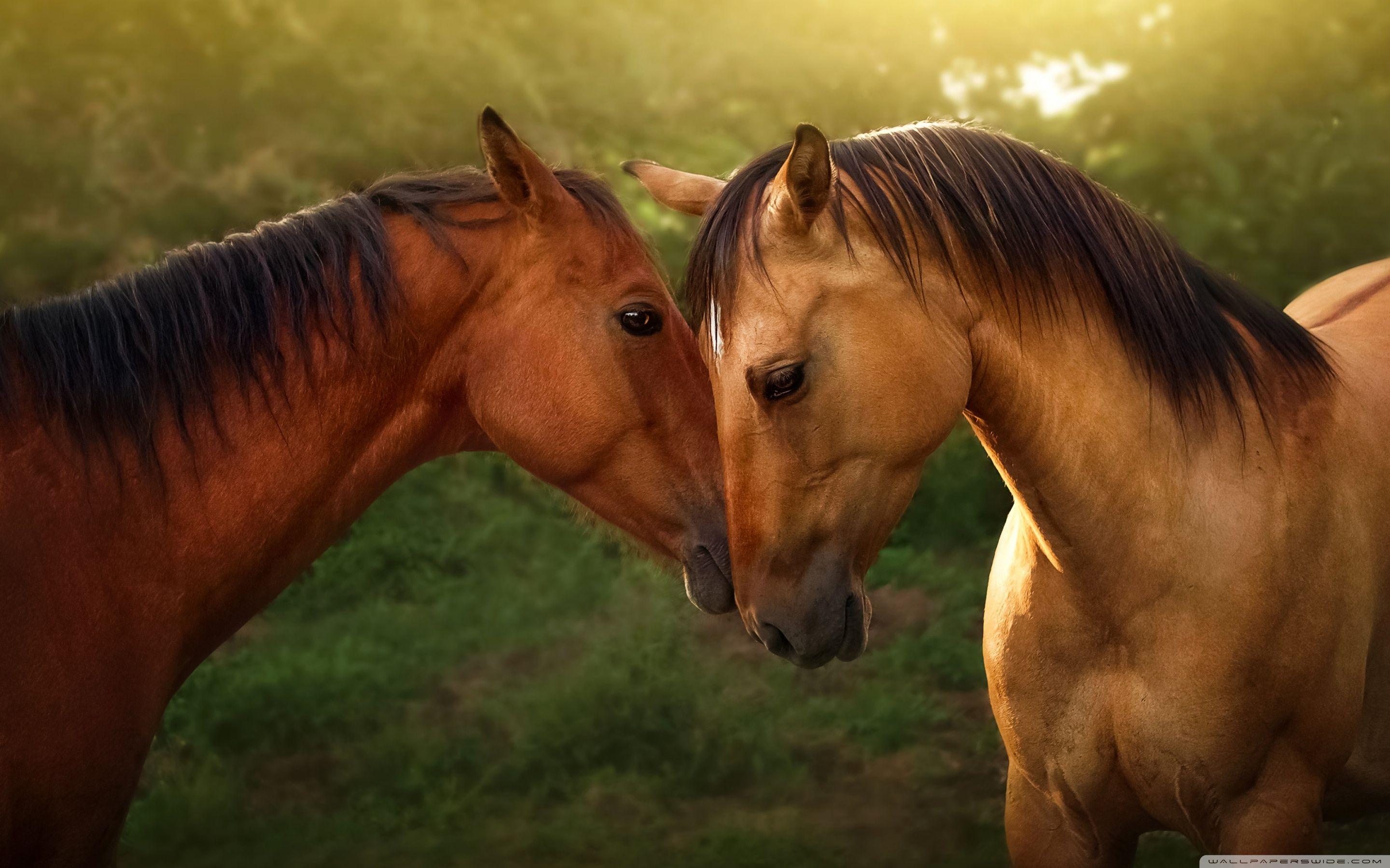 2880x1800 Download Horses Love UltraHD Wallpaper