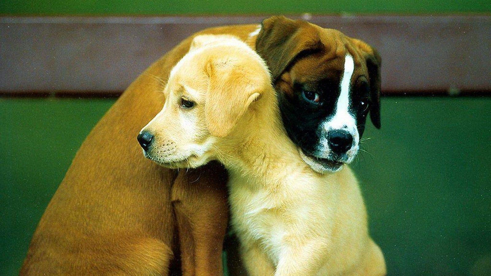 Dog Love Wallpapers Top Free Dog Love Backgrounds WallpaperAccess
