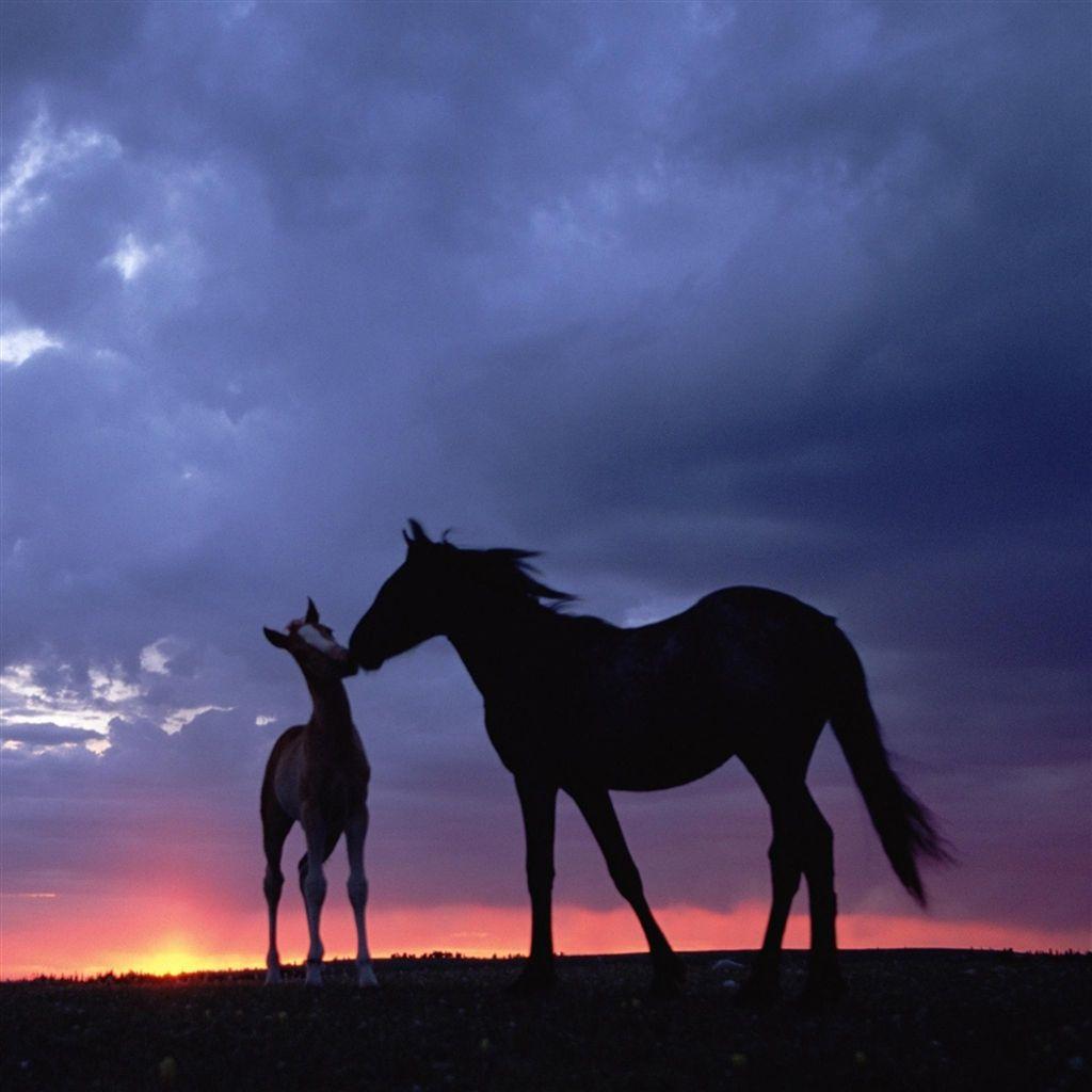 1024x1024 Intimate Horse In Grassland #Retina #iPad #Wallpaper. Horses, Pretty horses, Horse love