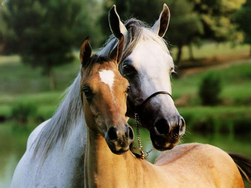 Horse Love Wallpapers - Top Free Horse Love Backgrounds - WallpaperAccess