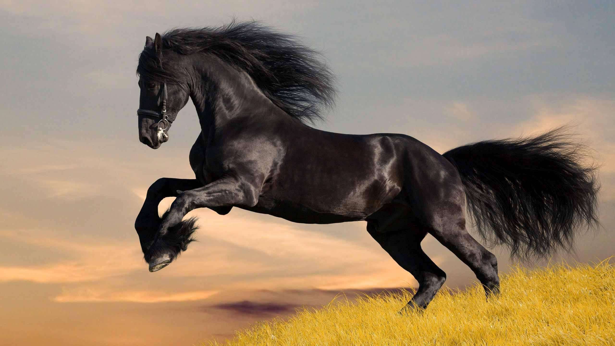 2560x1440 Running Black Horse Wallpaper HD