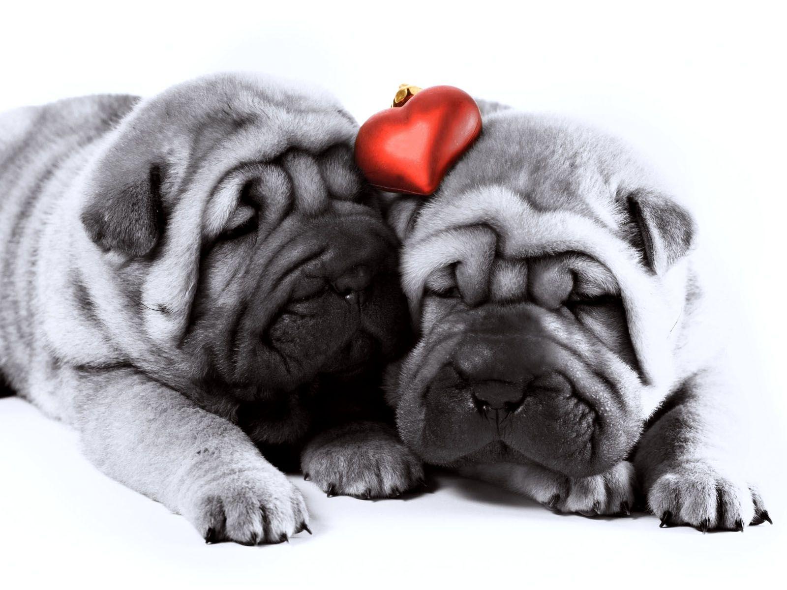 Dog Love Wallpapers - Top Free Dog Love Backgrounds - WallpaperAccess