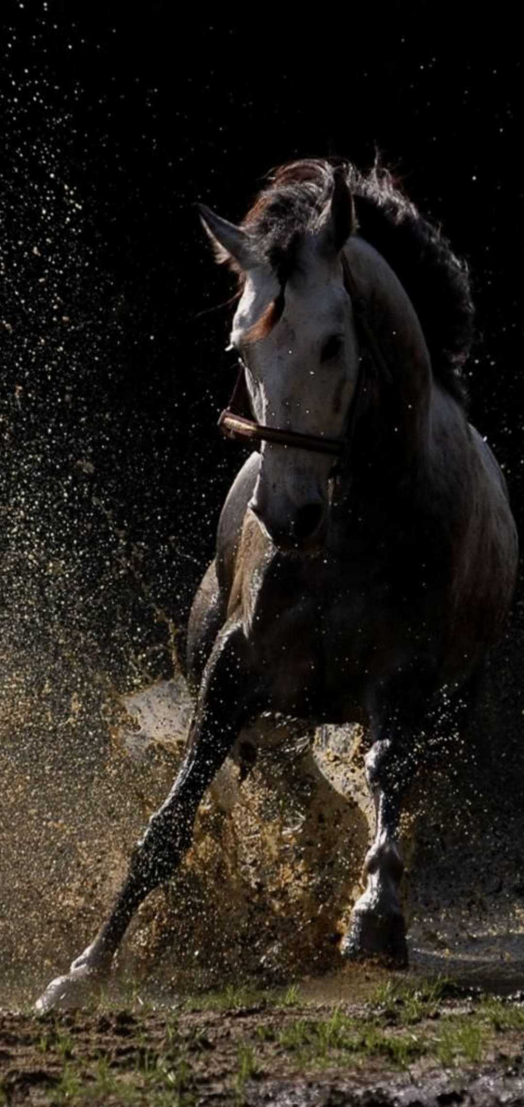 1080x2280 Horse Wallpaper Free HD Wallpaper