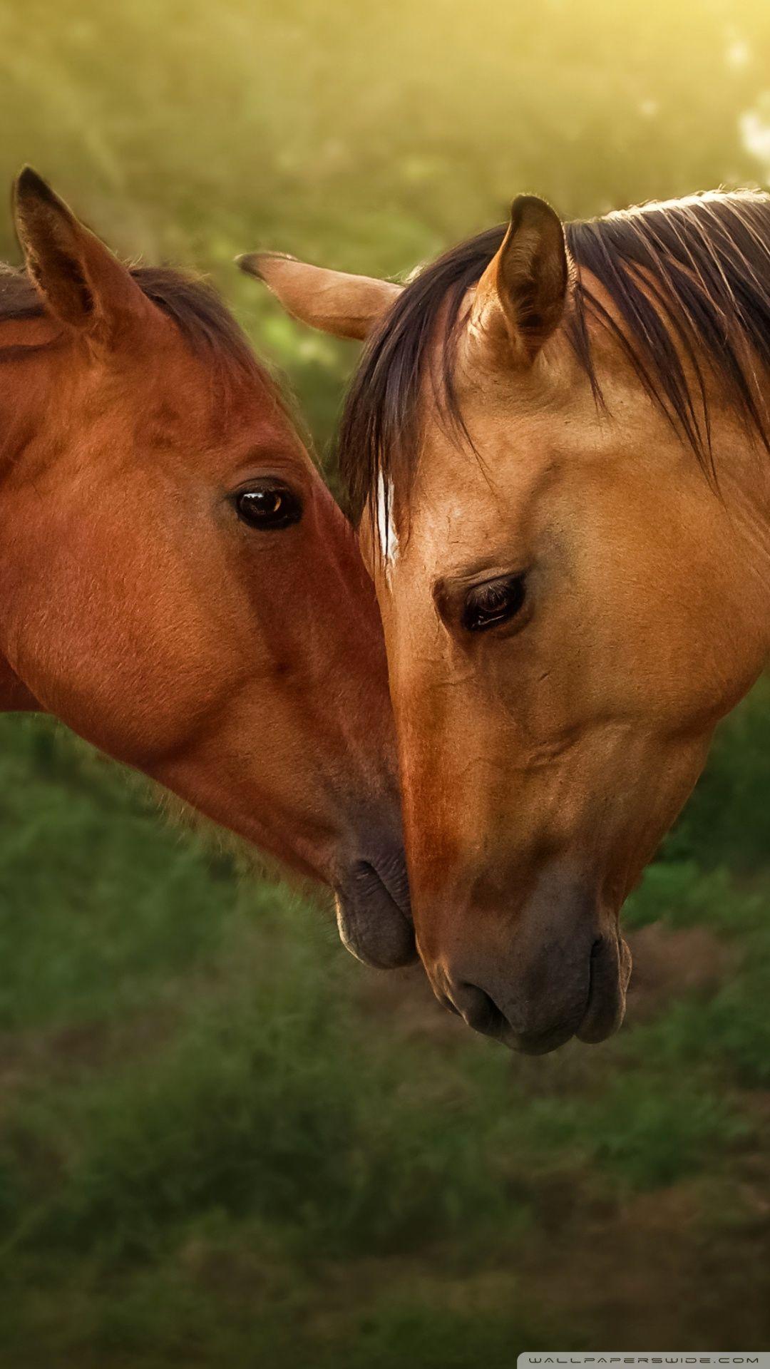 Horse Love Wallpapers - Top Free Horse Love Backgrounds - WallpaperAccess