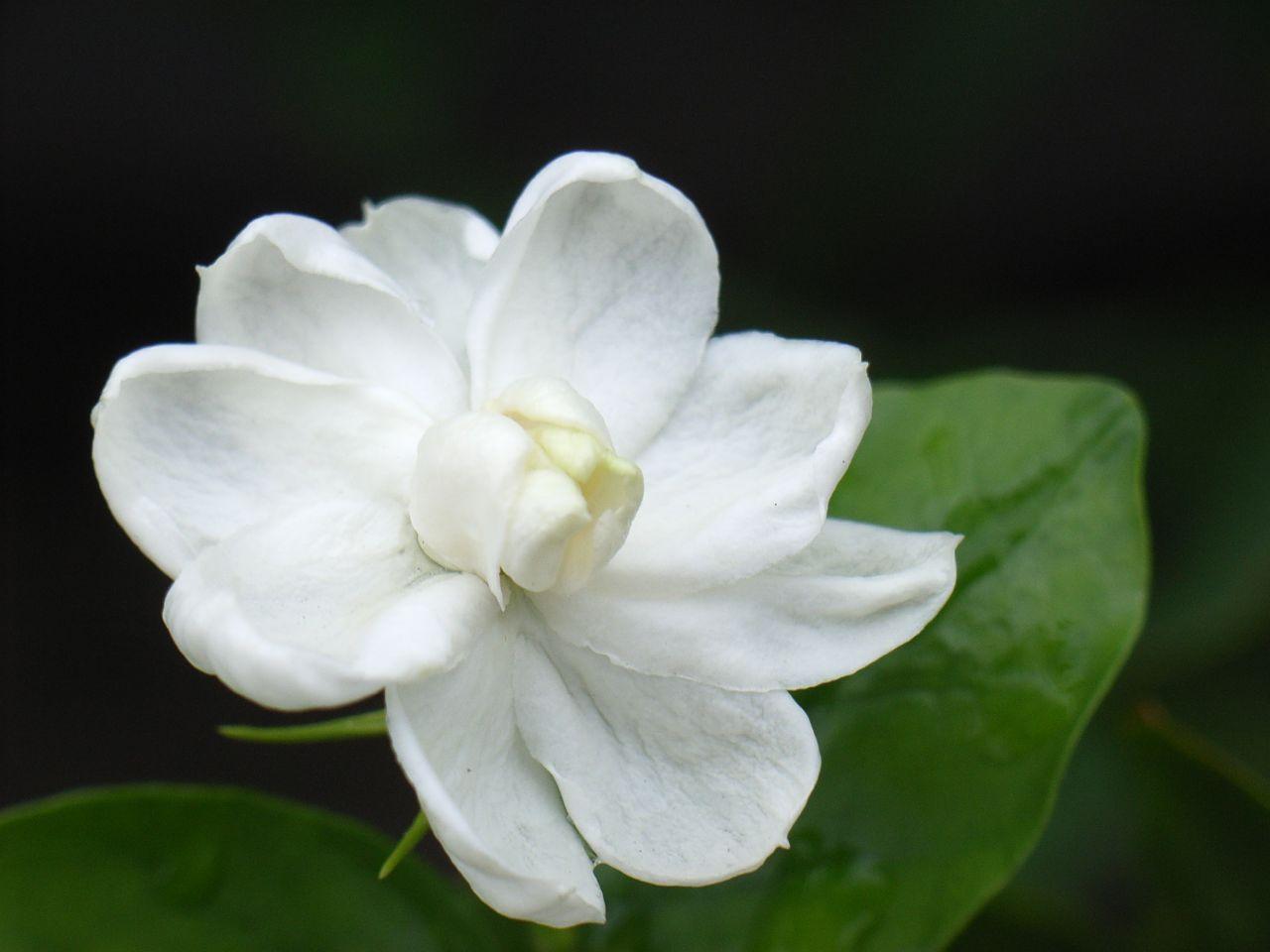 1280x960 Jasmine Flower Diy HD Wallpaper