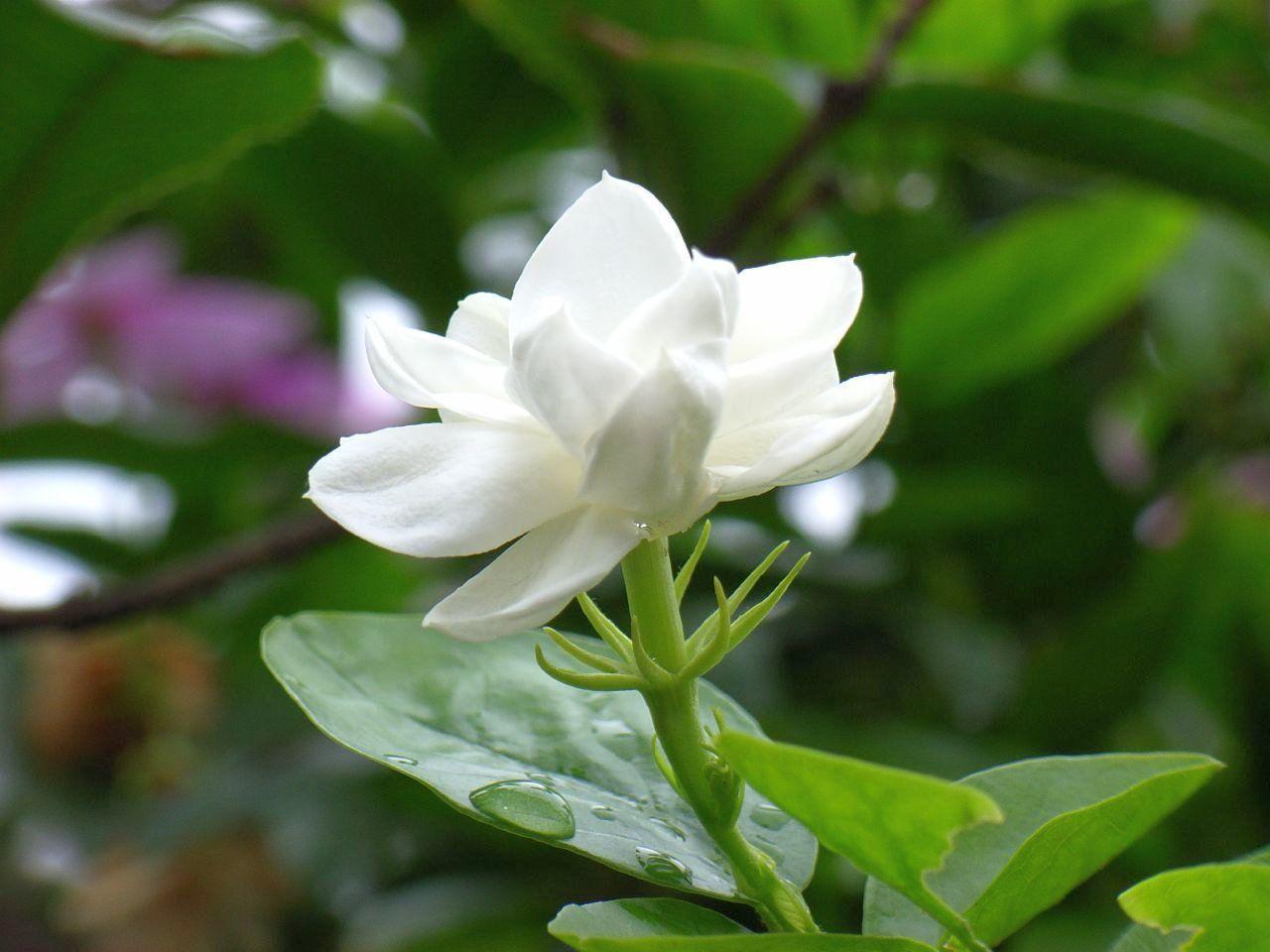 1280x960 Jasmine Flower Wallpaper