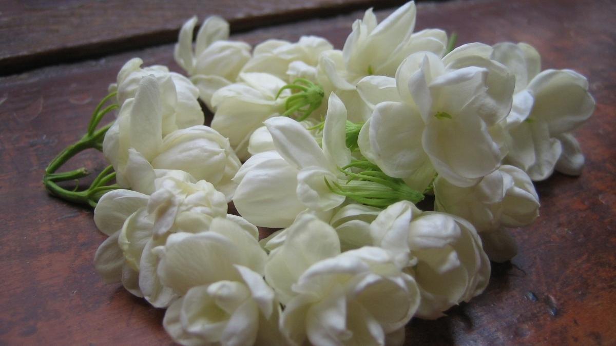 Jasmine Flower HD Wallpapers - Top Free Jasmine Flower HD Backgrounds -  WallpaperAccess