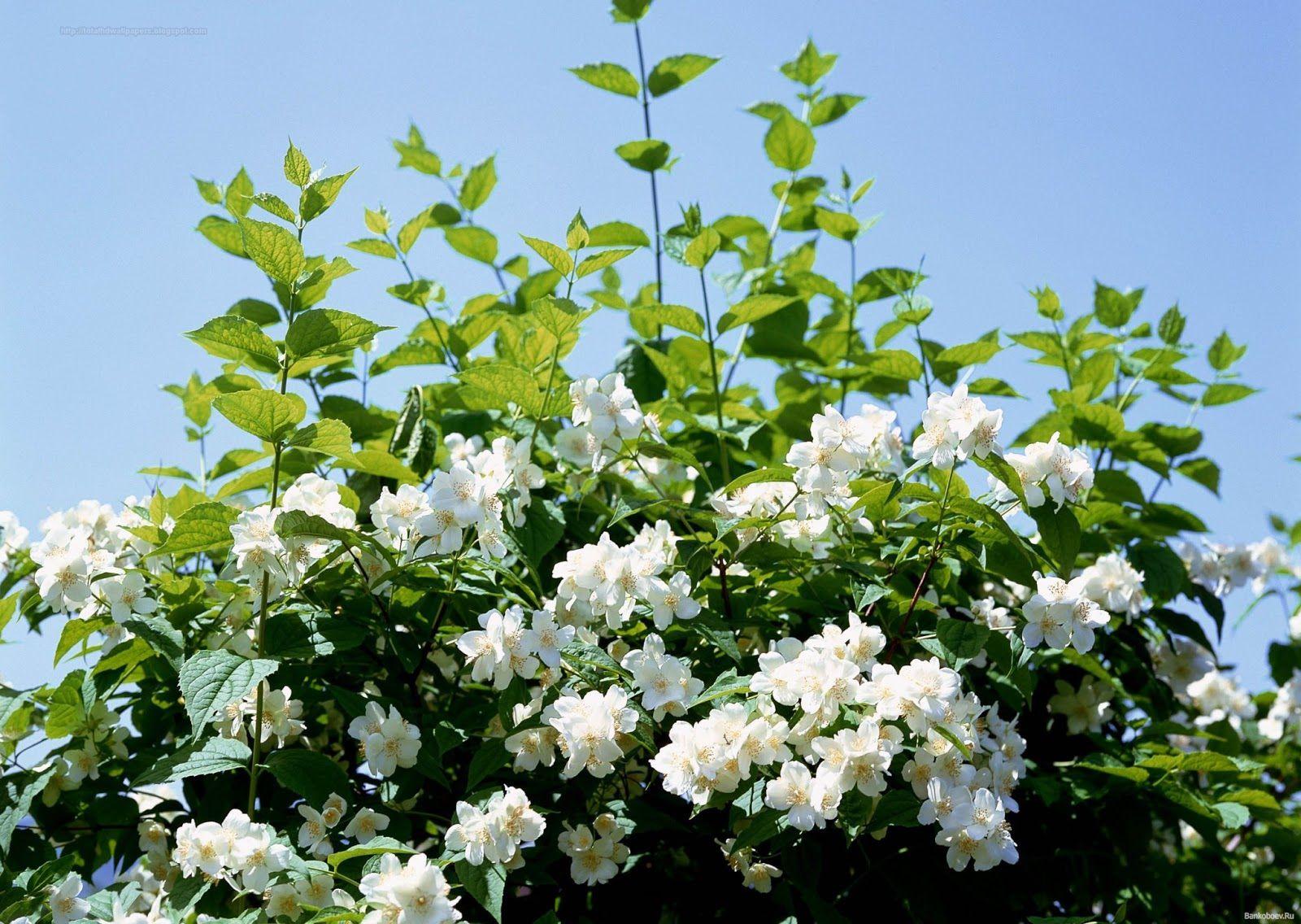 1600x1136 Jasmine Flower HD Wallpaper .