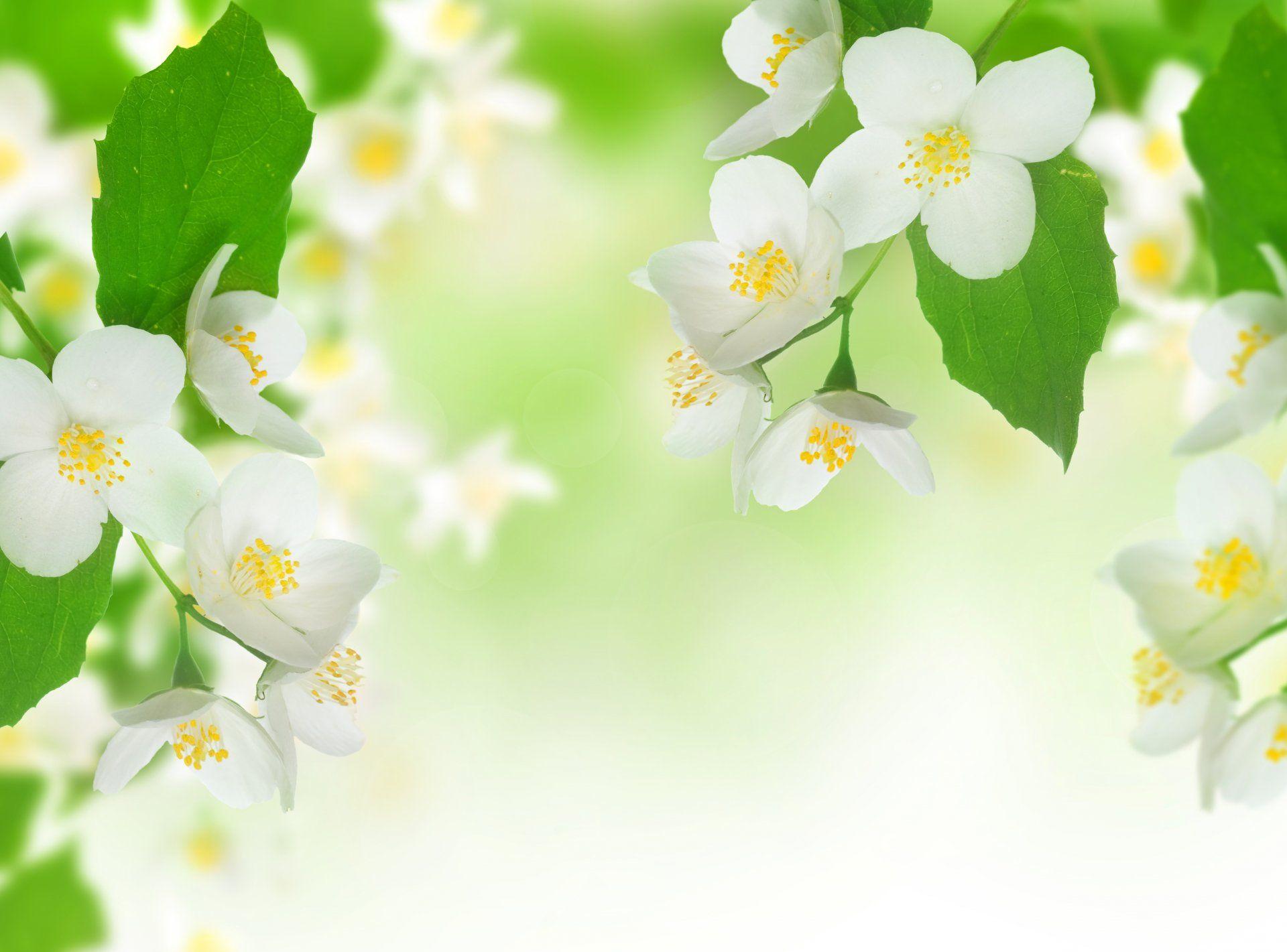 1920x1421 Jasmine Tender Spirit Flowers White Branch Leaves Spring Flower Wallpaper HD HD Wallpaper
