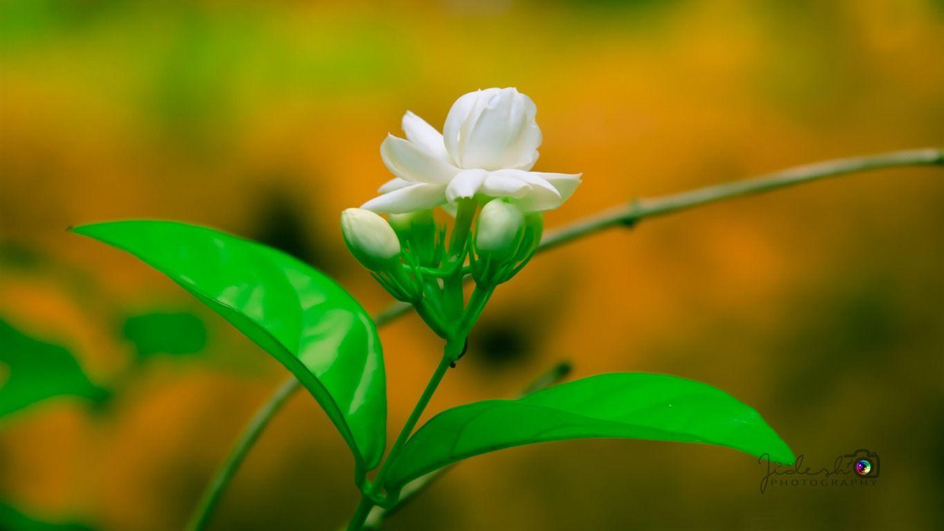 Jasmine Flower HD Wallpapers Top Free Jasmine Flower HD Backgrounds