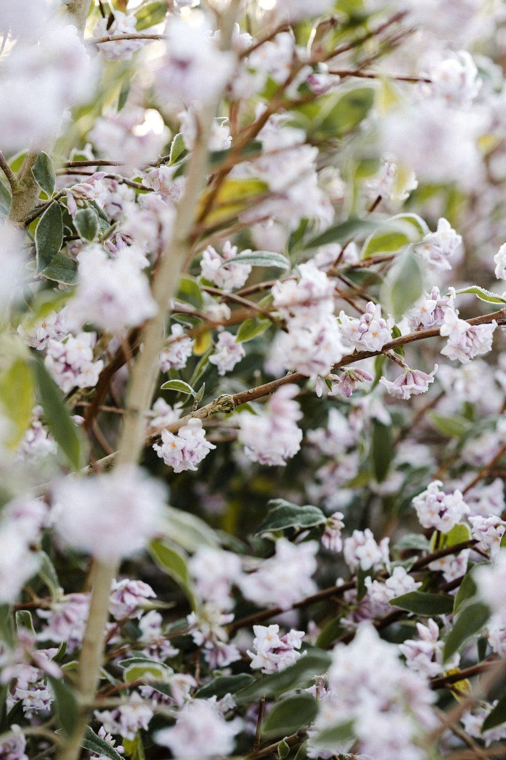 1000x1500 Jasmine Flower Picture. Download Free Image