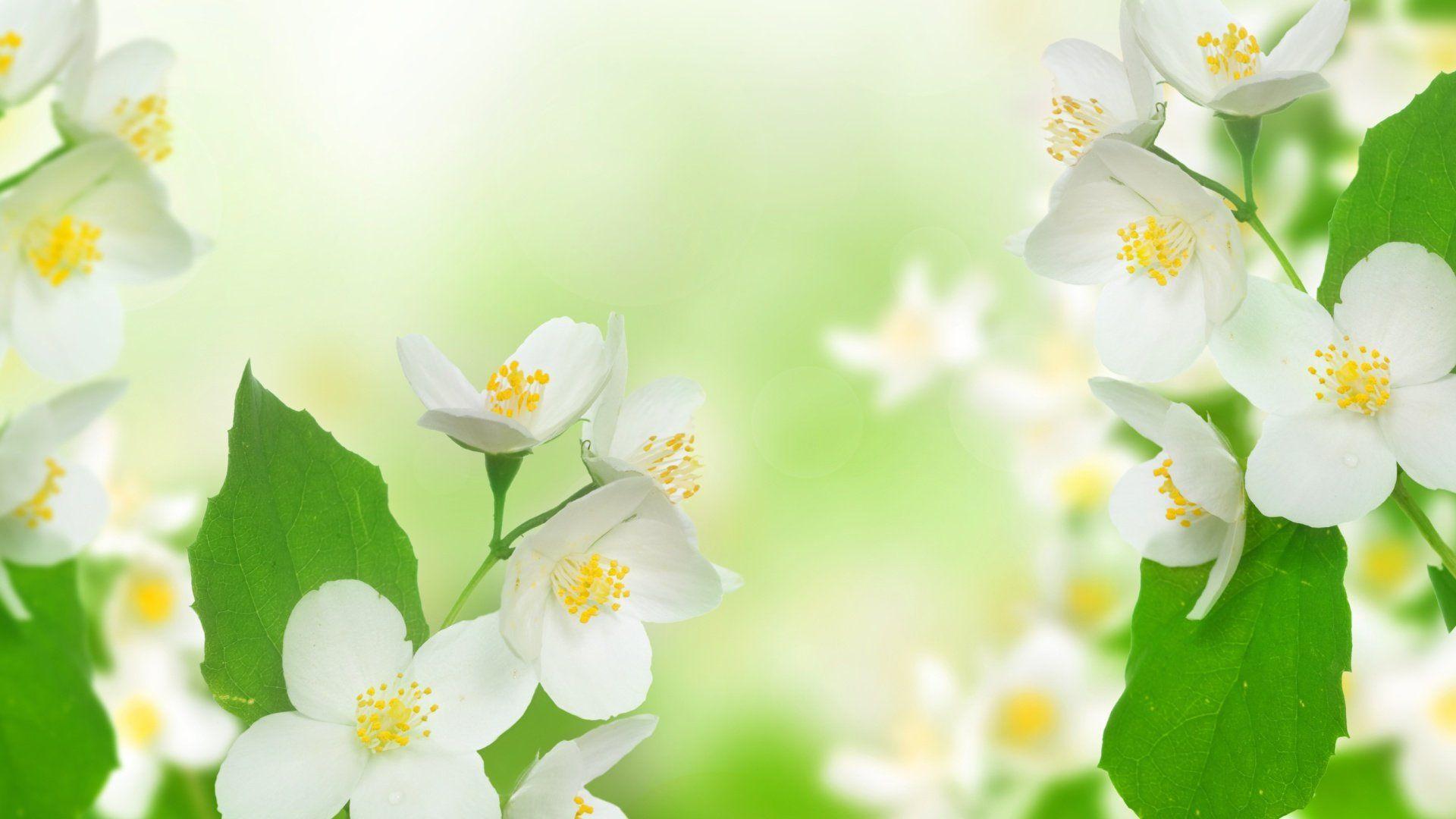 Jasmine Flower HD Wallpapers - Top Free Jasmine Flower HD Backgrounds