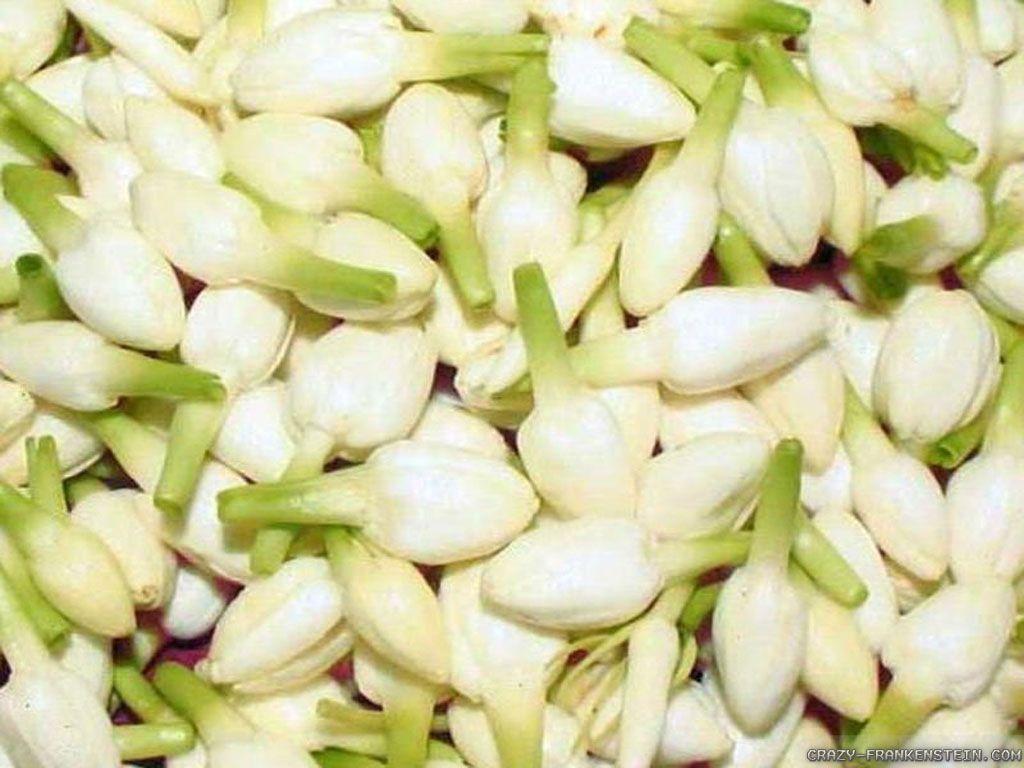 1024x768 Jasmine Flower wallpaper