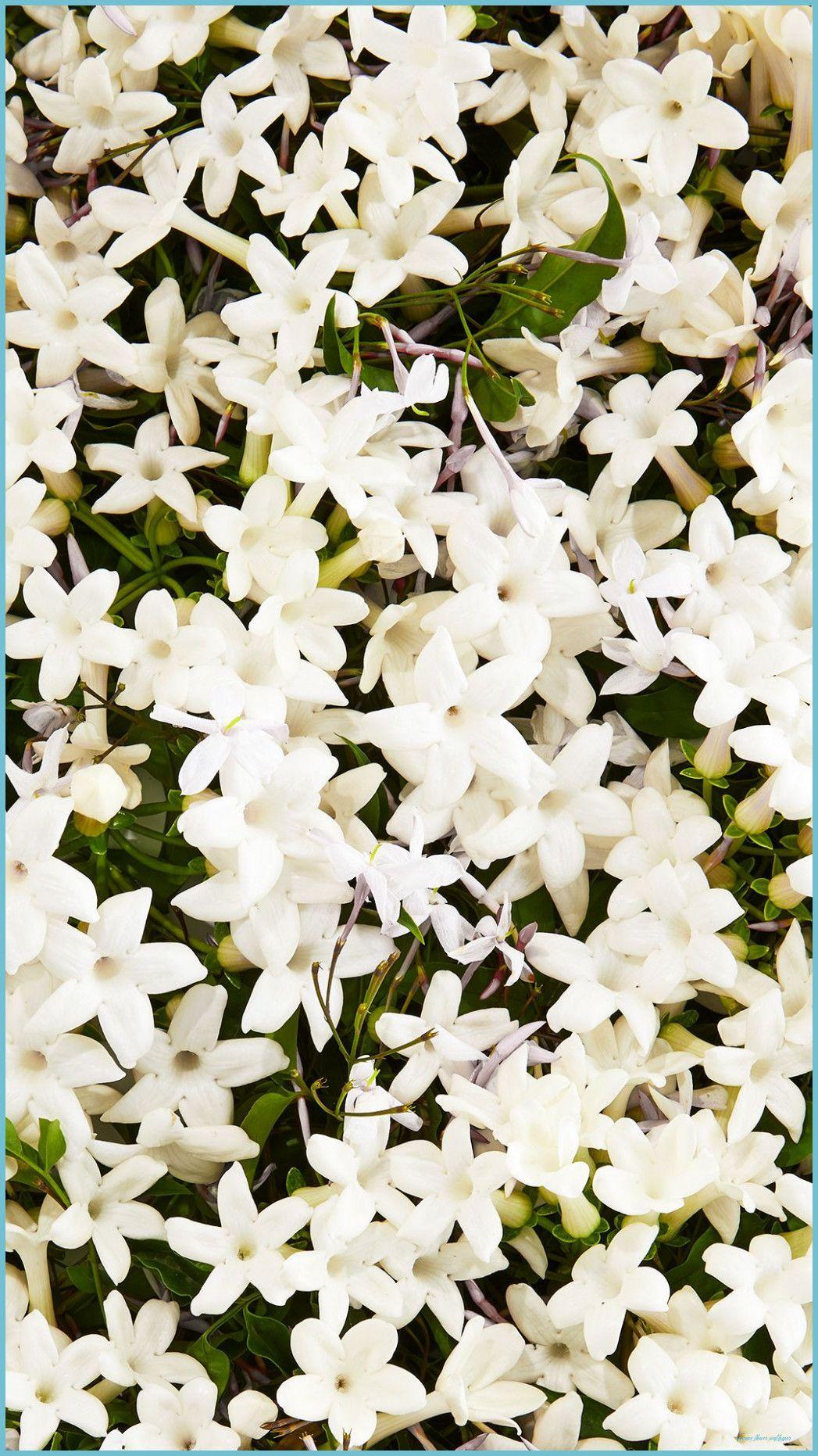 1047x1862 Signs You're In Love With Jasmine Flower Wallpaper. Jasmine Flower Wallpaper