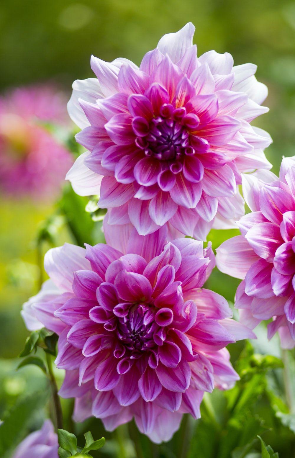 1000x1552 Jasmine Flower Picture. Download Free Image