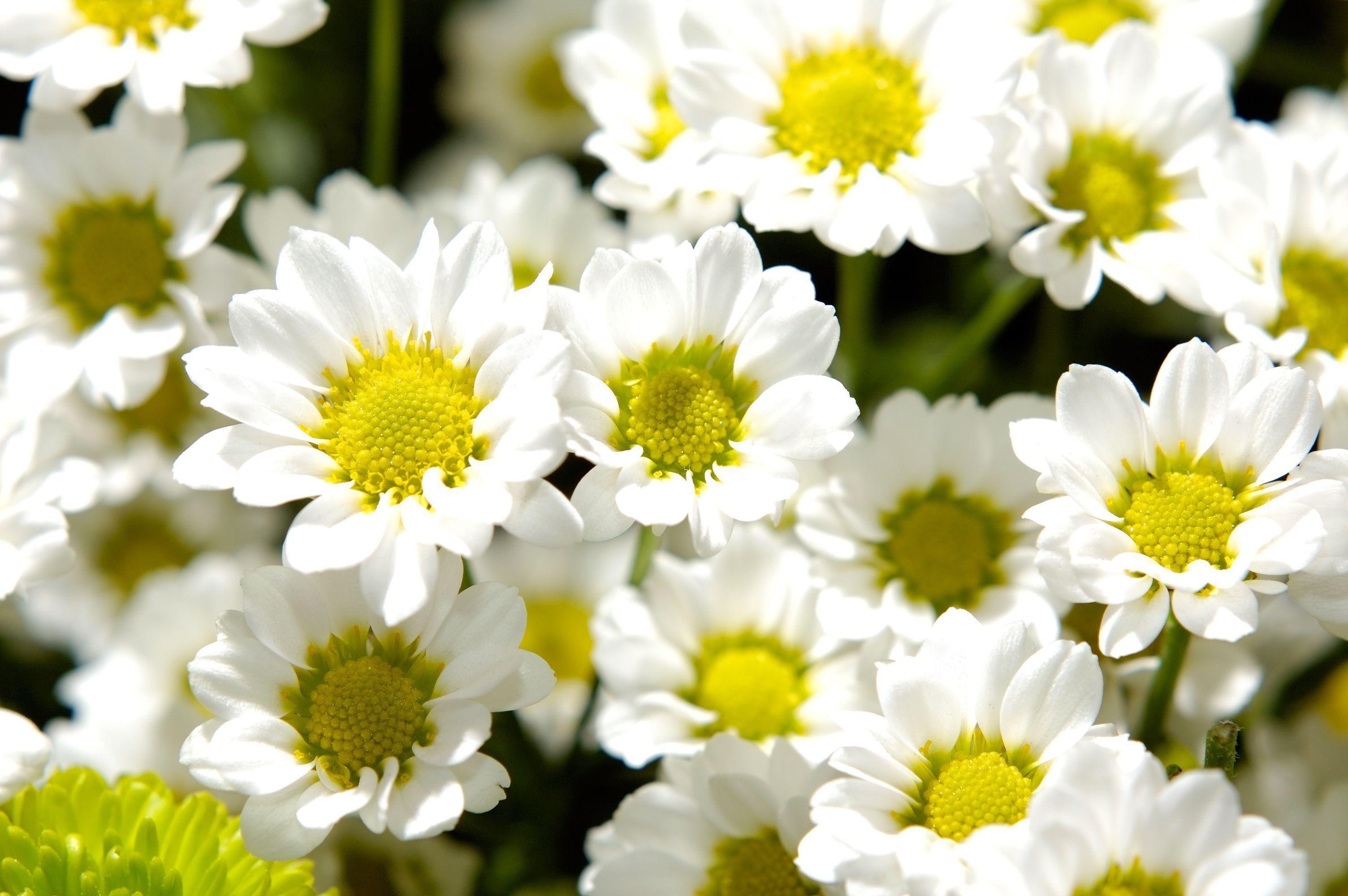 3008x2000 Jasmine Wallpaper HD .