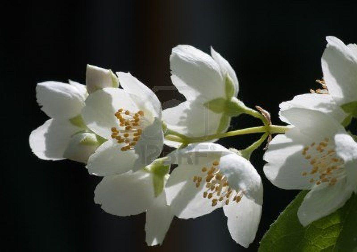 1200x849 Free download Jasmine Flower HD Wallpaper Download HD Wallpaper 2u [1200x849] for your Desktop, Mobile & Tablet. Explore Jasmine Flower Wallpaper. Jasmine Flower Wallpaper, Princess Jasmine Wallpaper, Jasmine Wallpaper