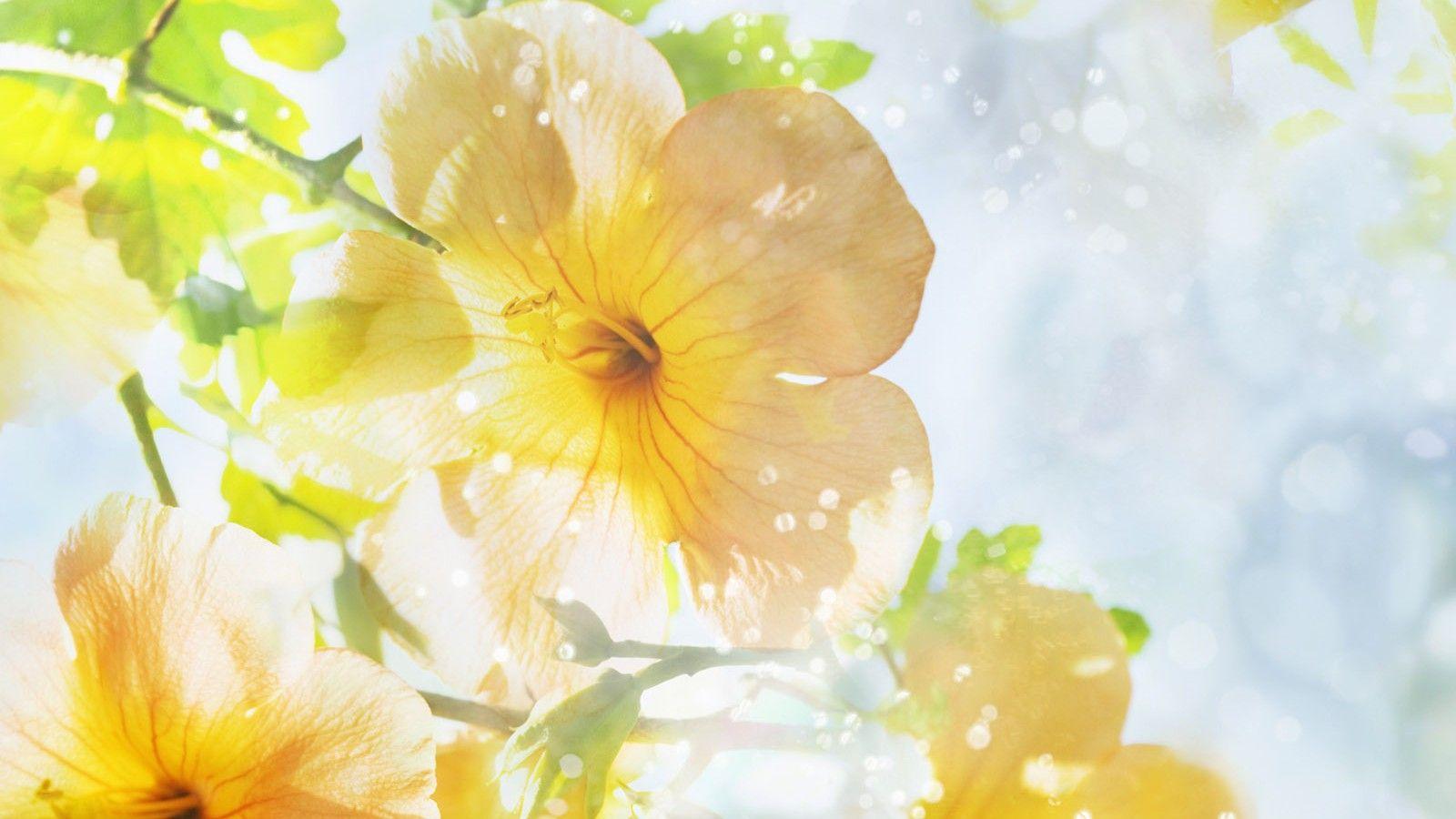 1600x900 Yellow Jasmine Flower Wallpaper HD 08205