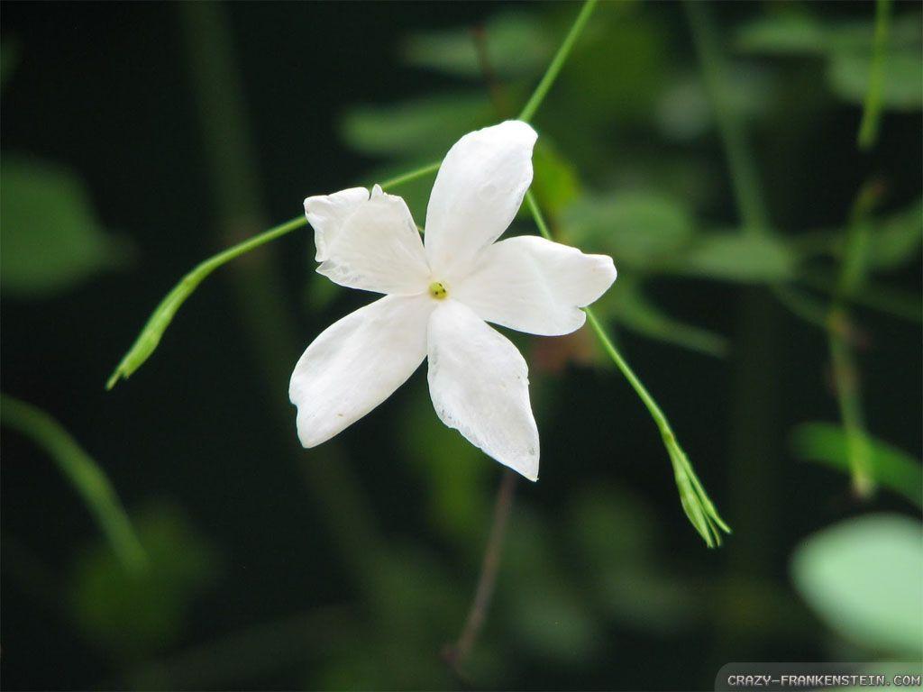 Jasmine Flower HD Wallpapers - Top Free Jasmine Flower HD Backgrounds