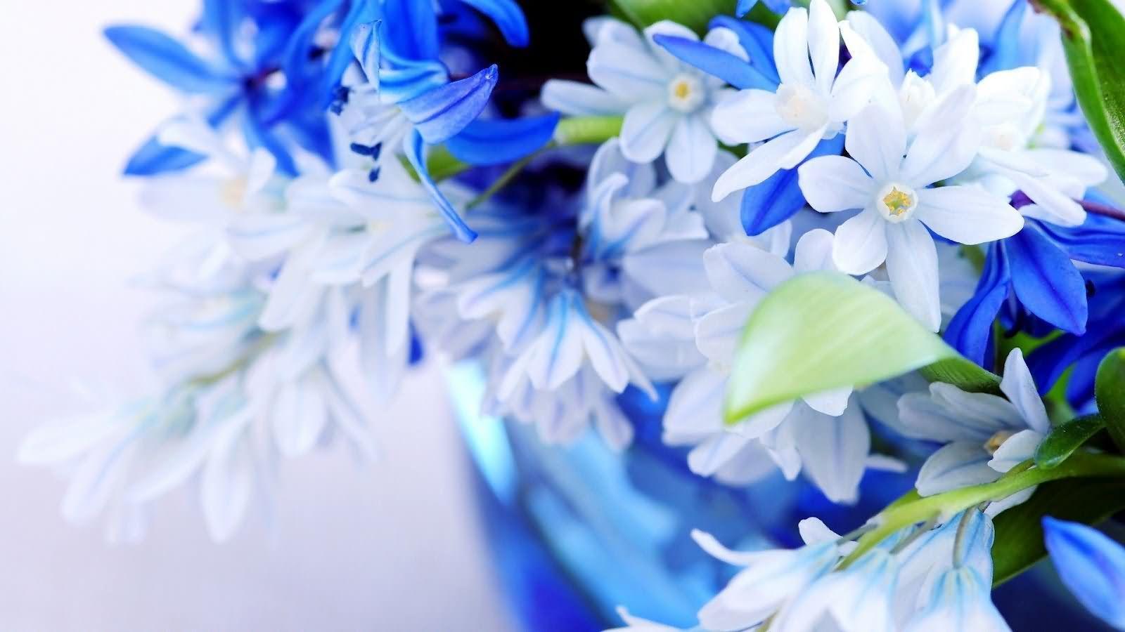 1600x900 Jasmine Flower Wallpaper HD