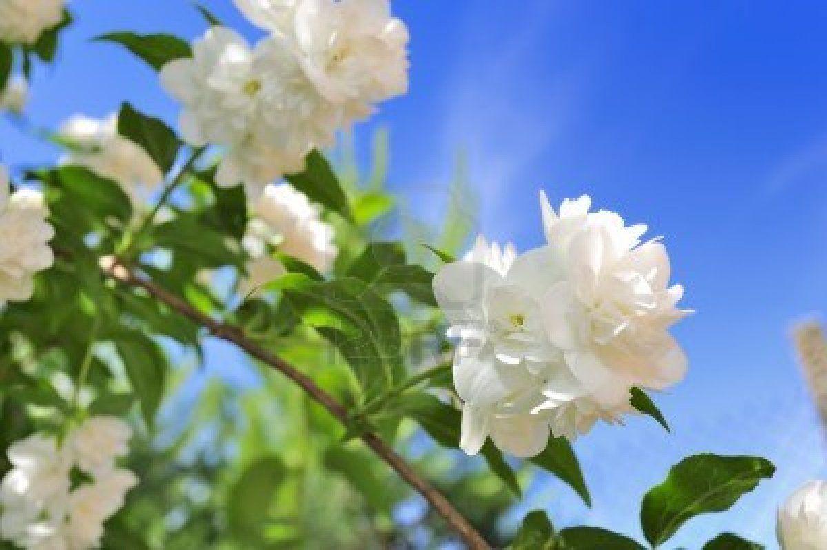 1200x798 Jasmine Flower Wallpaper