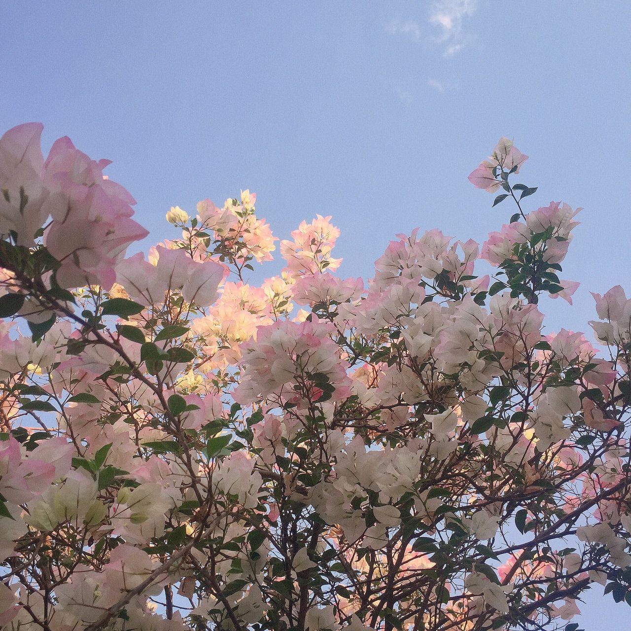 1280x1280 aesthetic, tumblr, wallpaper and pink